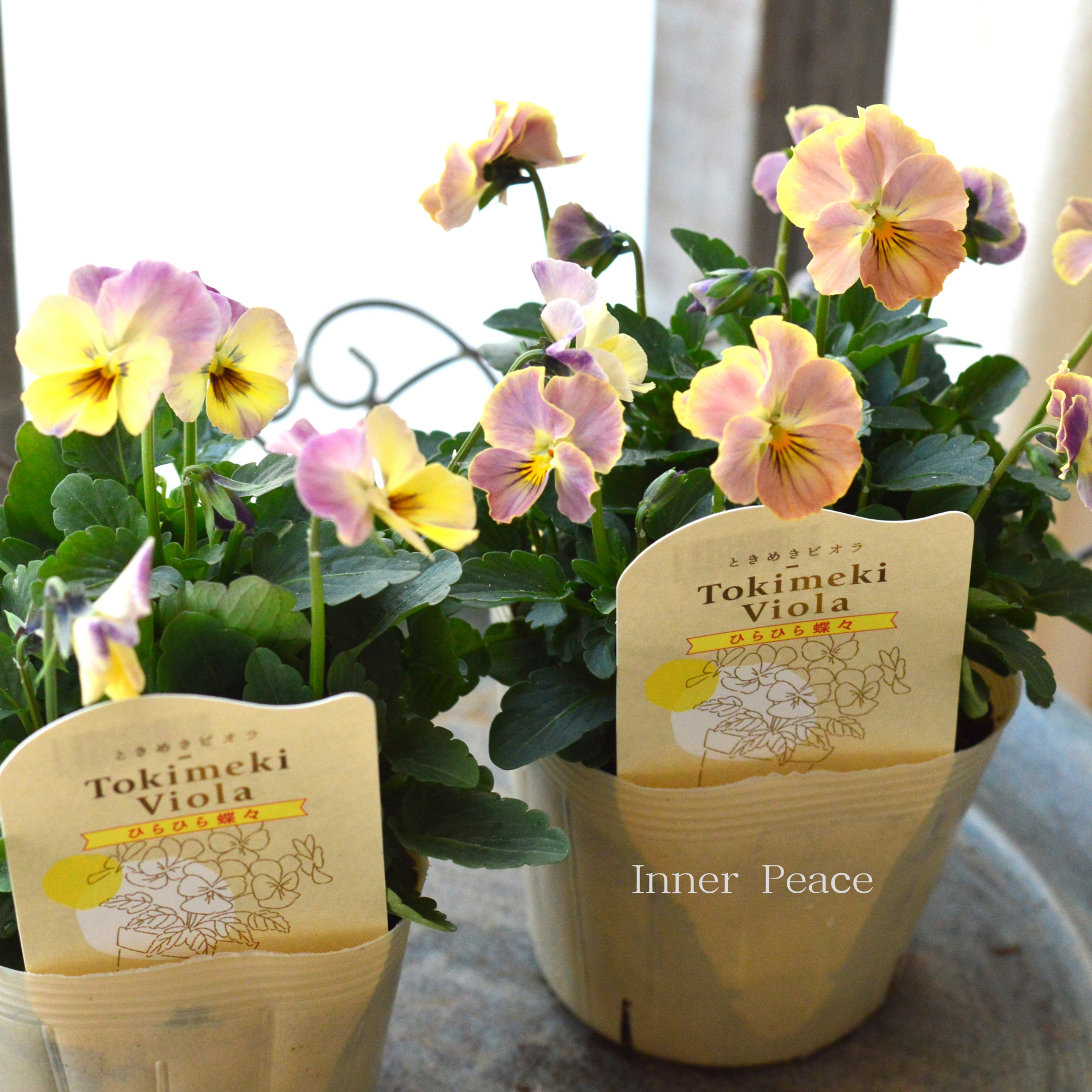 【奥田園芸さん】 ときめきビオラ　『ひらひら蝶々』　3.5寸POT
