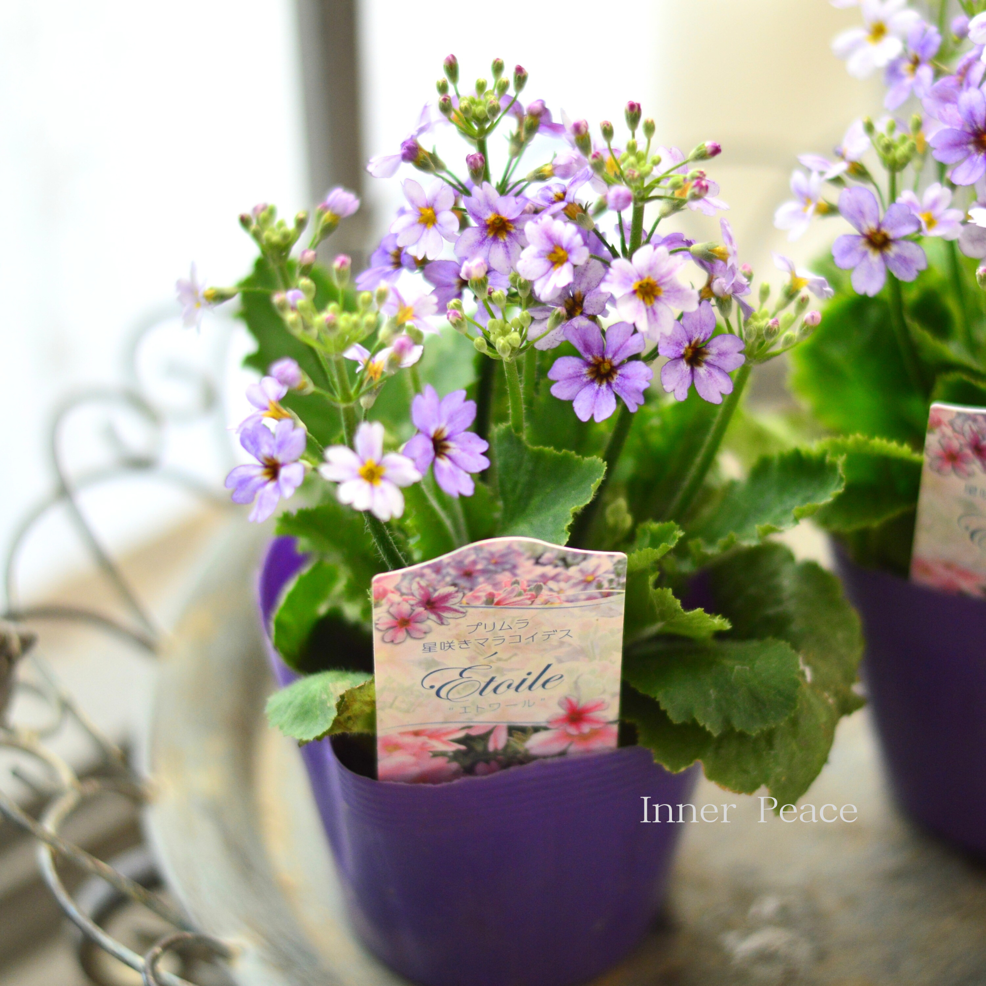【星咲き】 プリムラ マラコイデス 『エトワール・薄パープル系』　　3.5寸POT