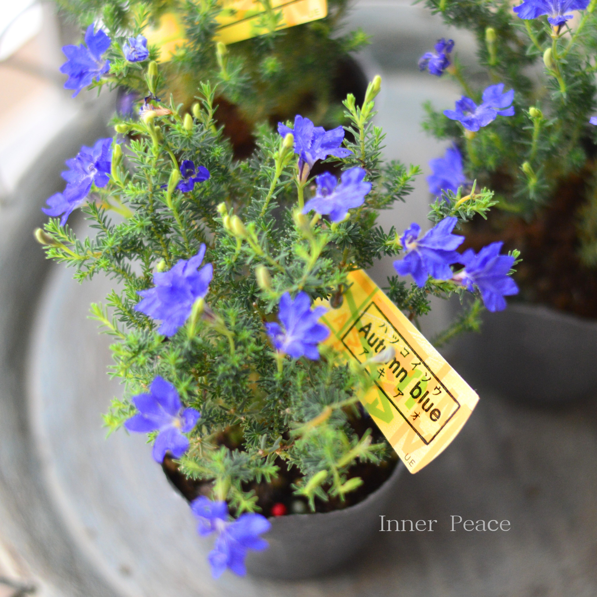 248★美しいベイン 中輪 ダブル ★ クリスマスローズ ★開花株 現品クリスマスローズ ダブル咲き レッド系 バイカラー