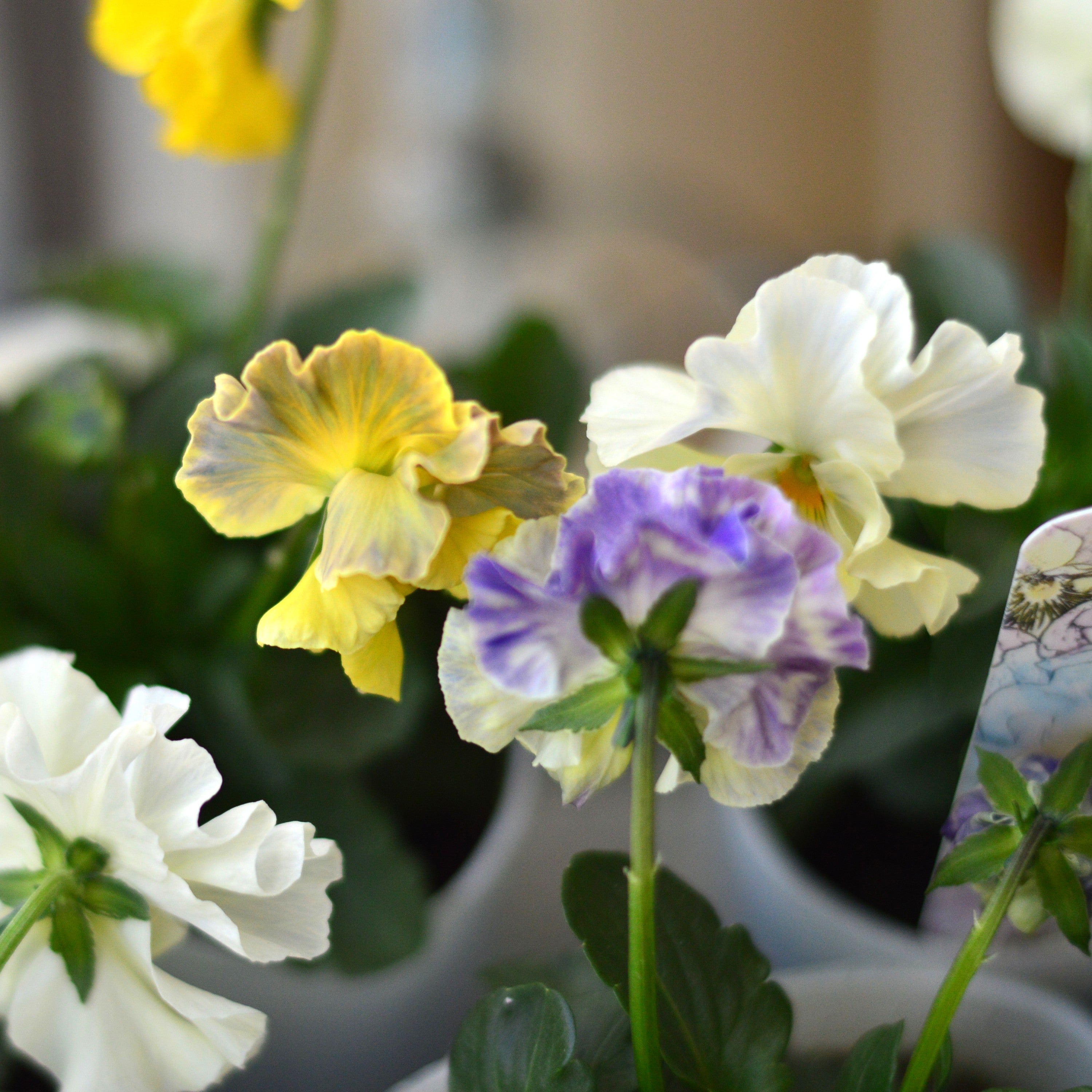 【美しい】 パンジー 『フェデネージュ・クレープ』　3.5寸POT