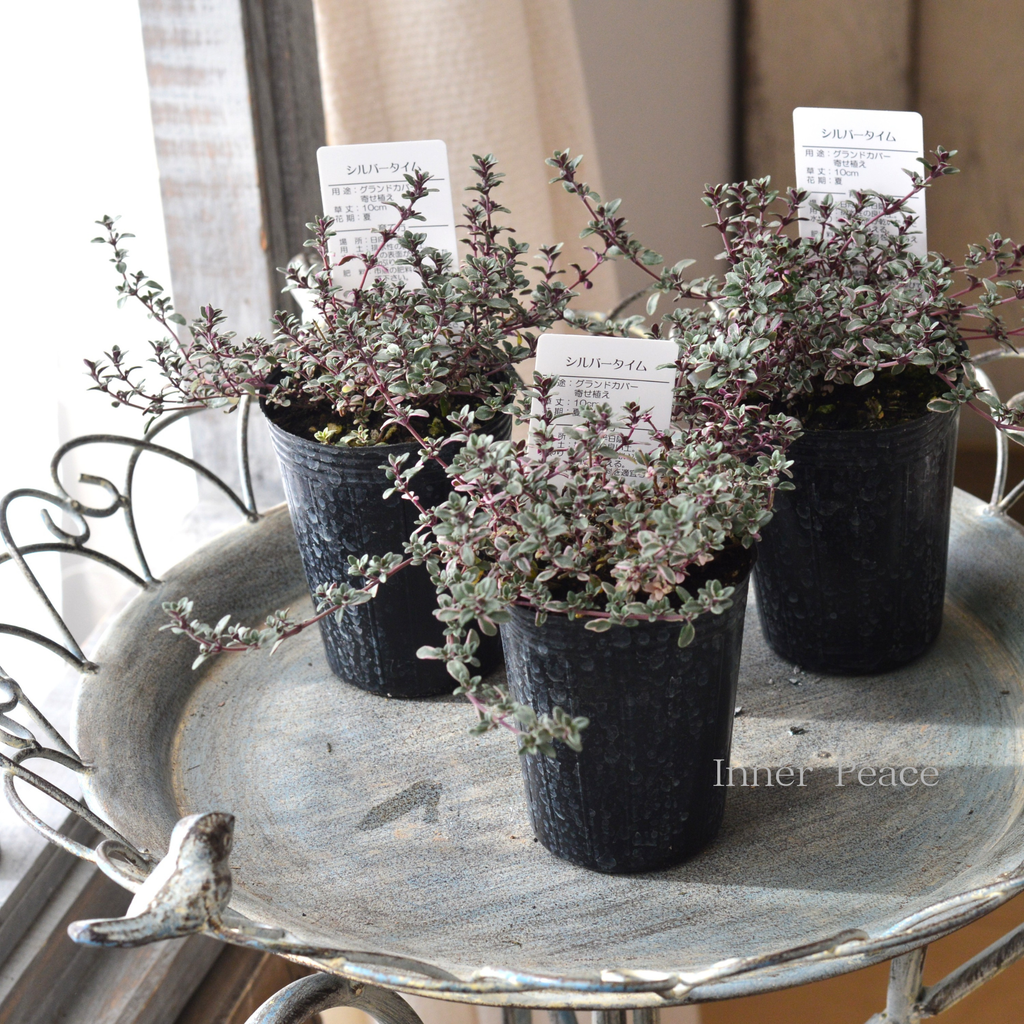 寄せ植えに】 シルバータイム 2.5寸ロングPOT