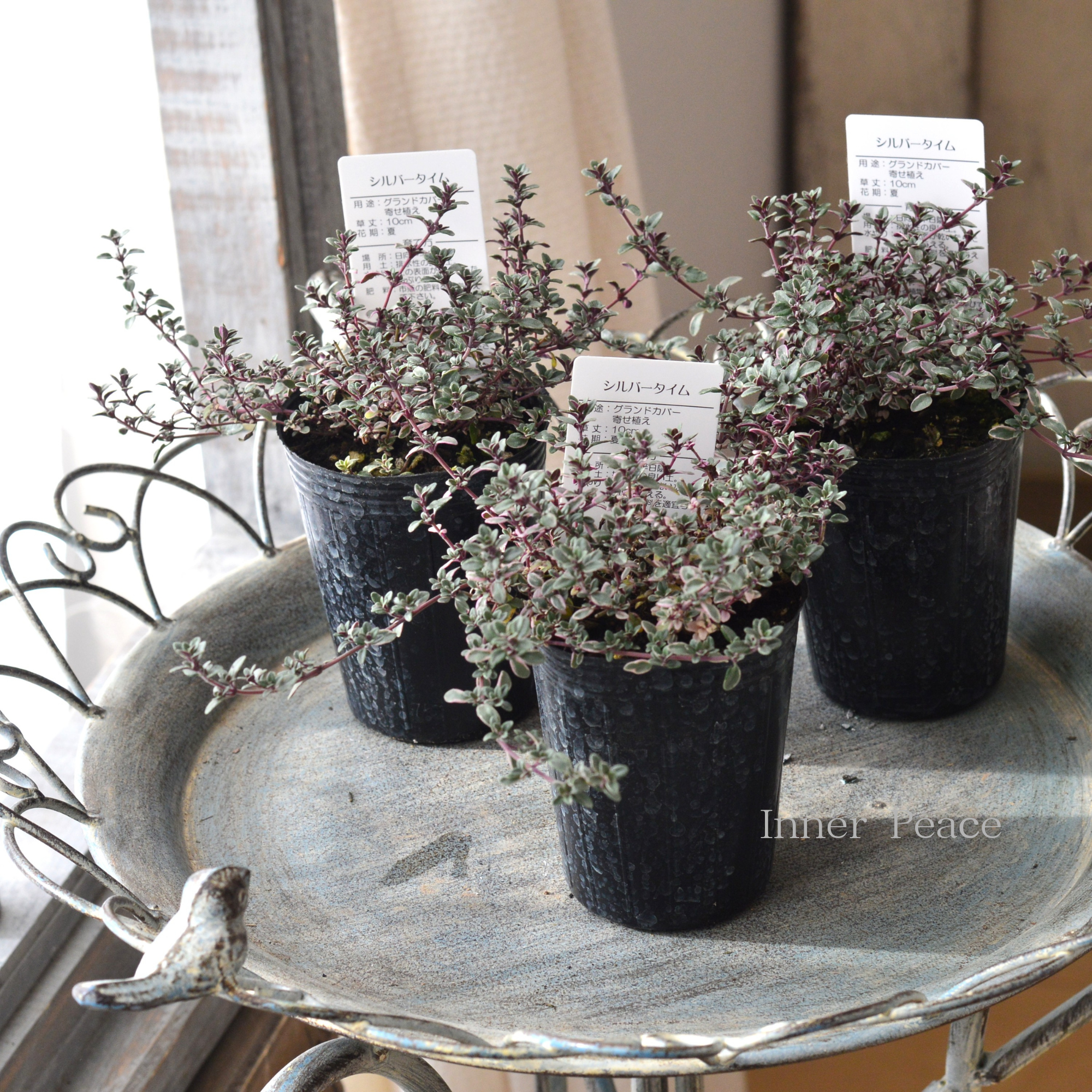 【寄せ植えに】 シルバータイム　2.5寸ロングPOT