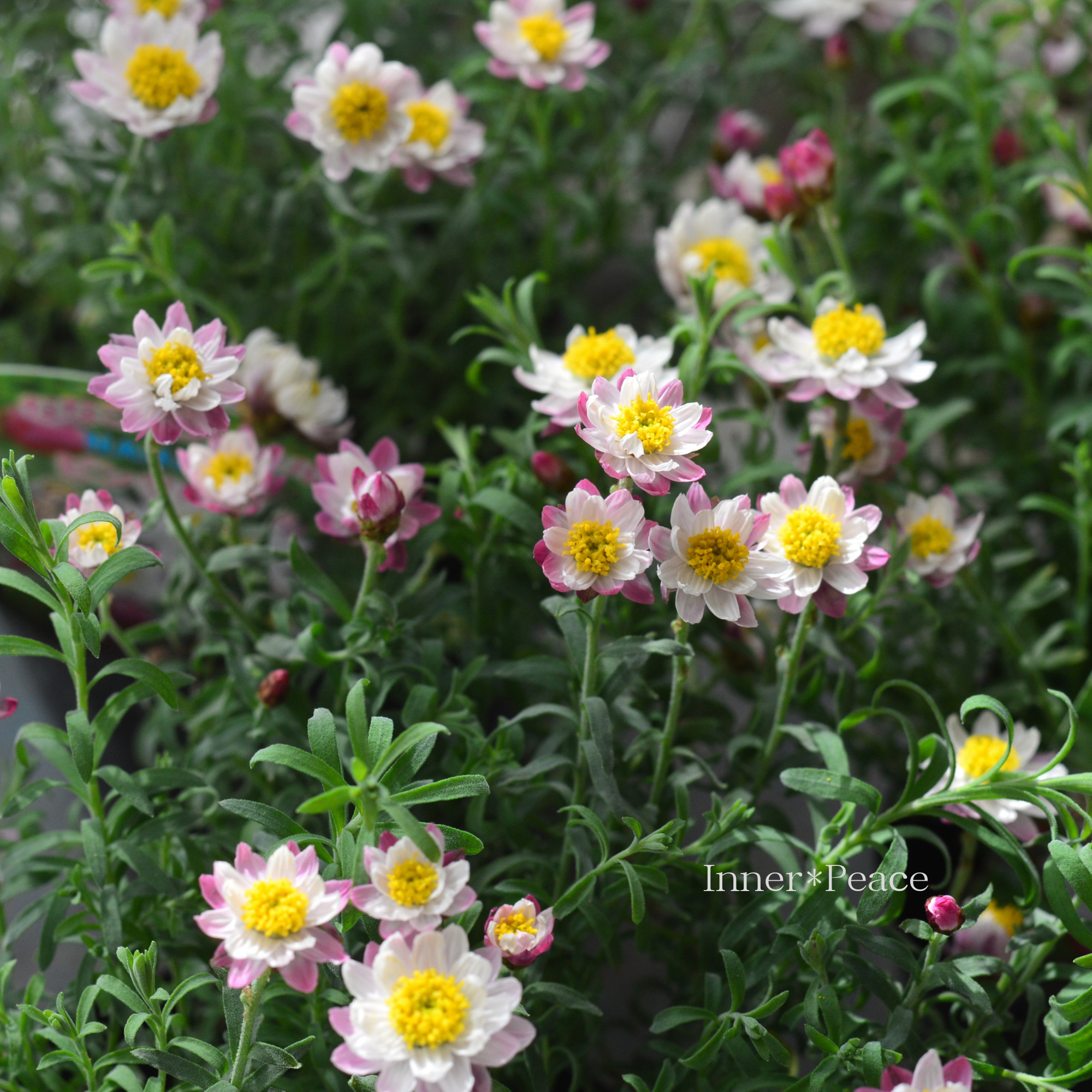 【個性的】 花かんざし　『ななこエンジェル・ピンクパール』　　3寸POT