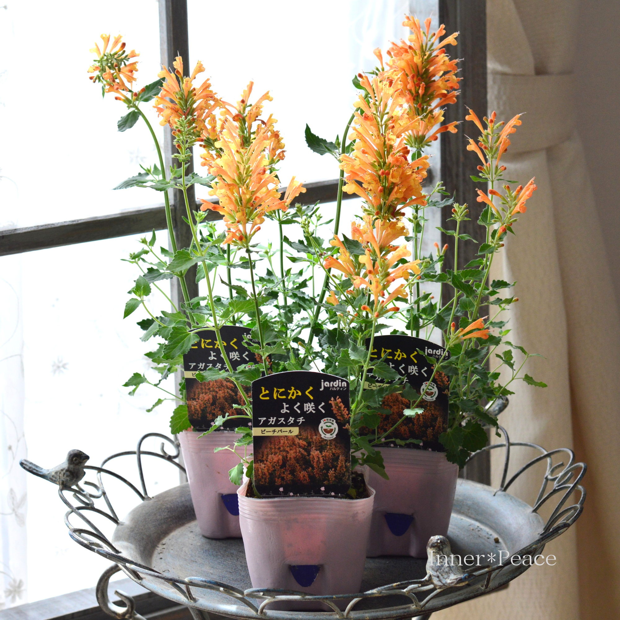 【宿根草】 とにかくよく咲くアガスタチ 『ピーチパール』　3.5寸POT