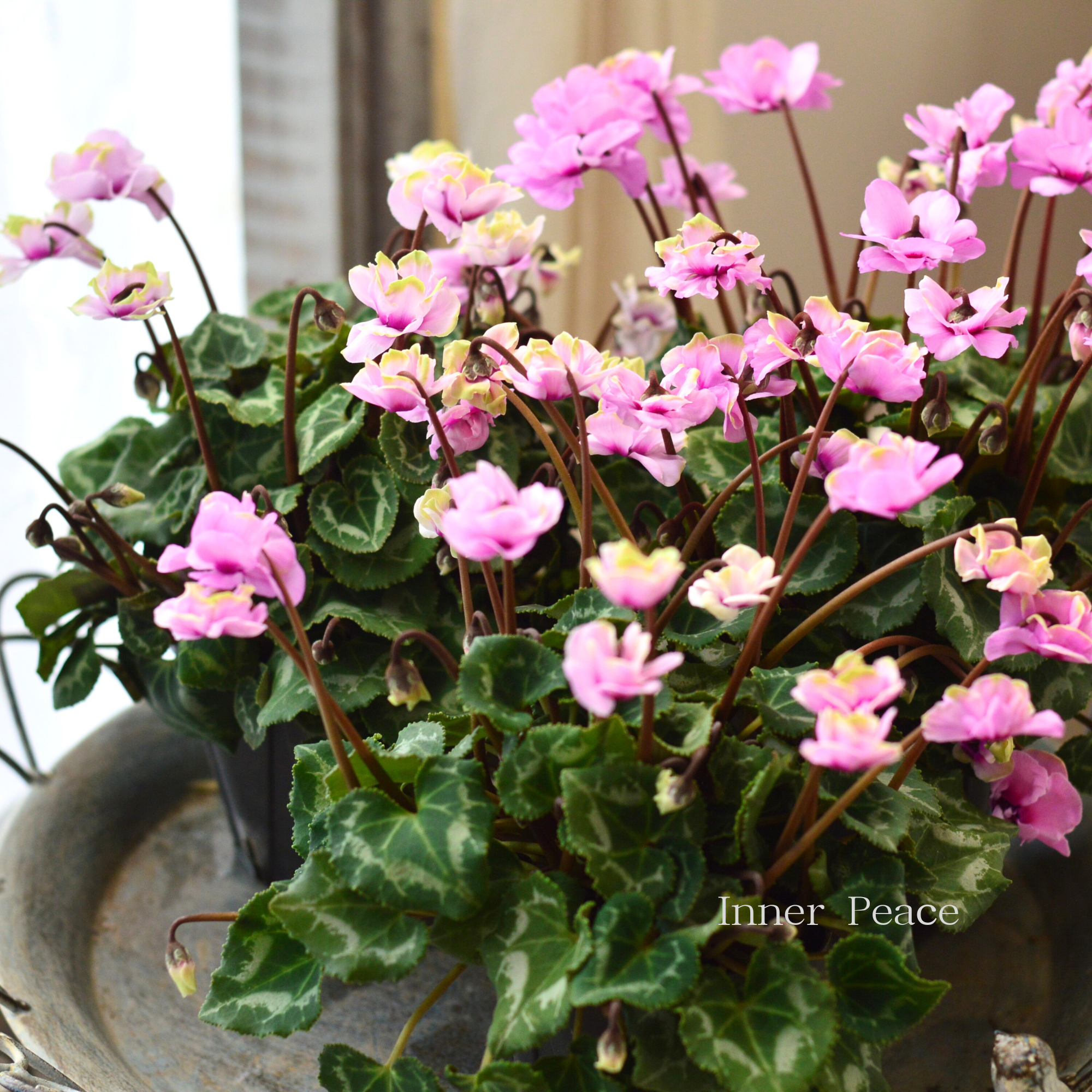 【八重咲き】 ガーデンシクラメン　『グリーンティアラ・ピンク系』　 3寸硬質POT