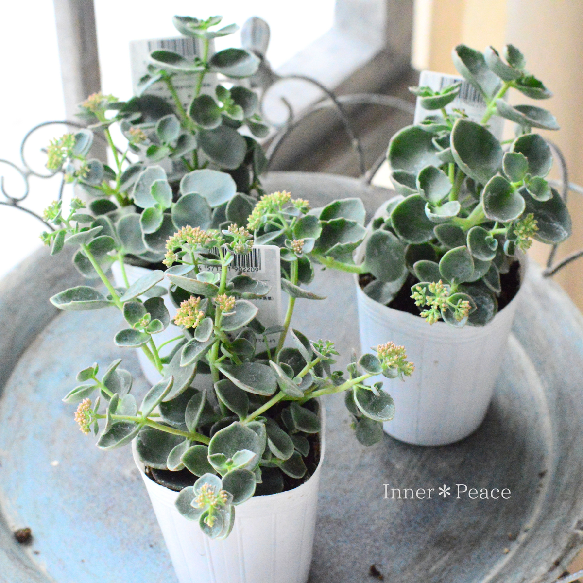 【寒さに強い】越中ミセバヤ　2.5寸ロングPOT