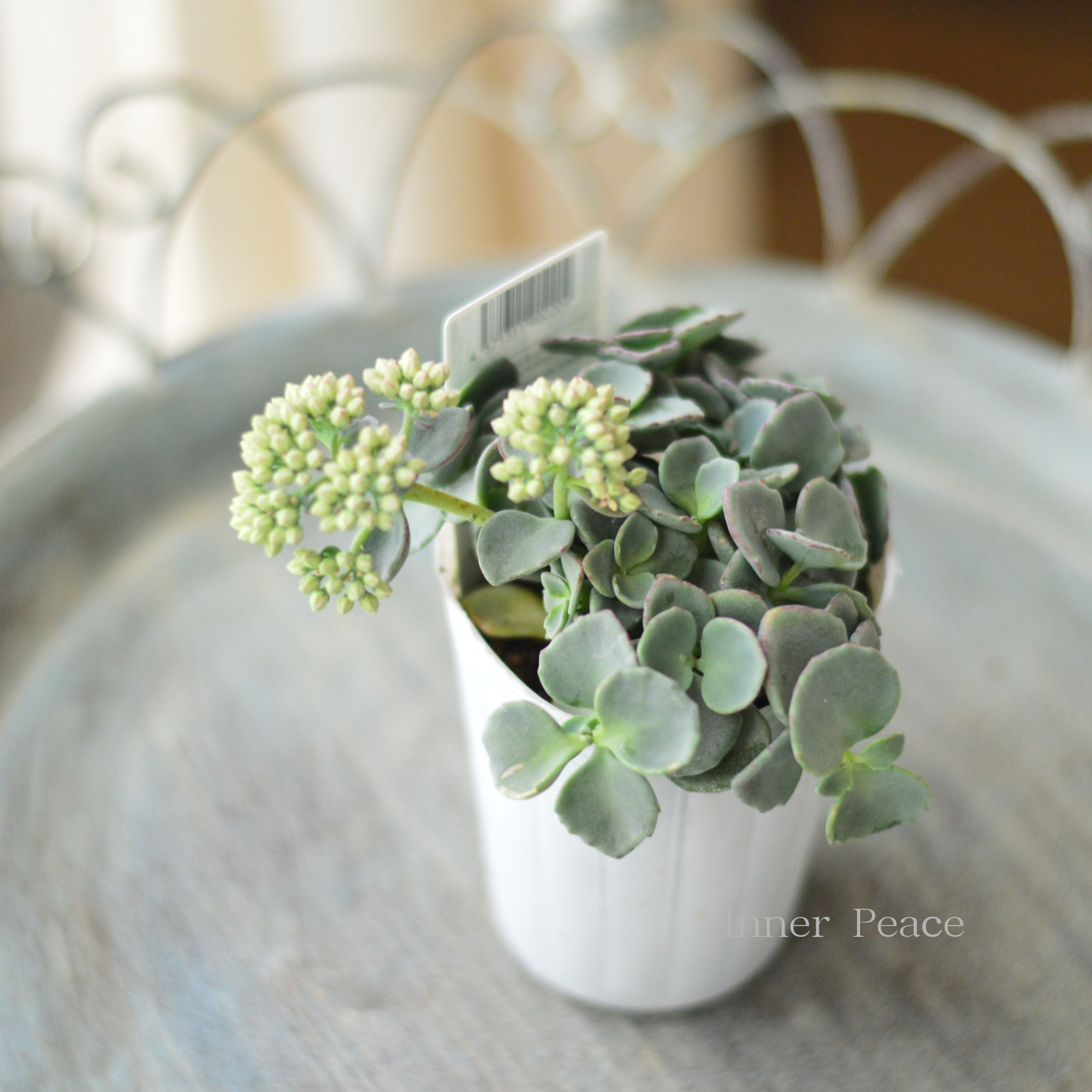 【寒さに強い】越中ミセバヤ　3寸POT