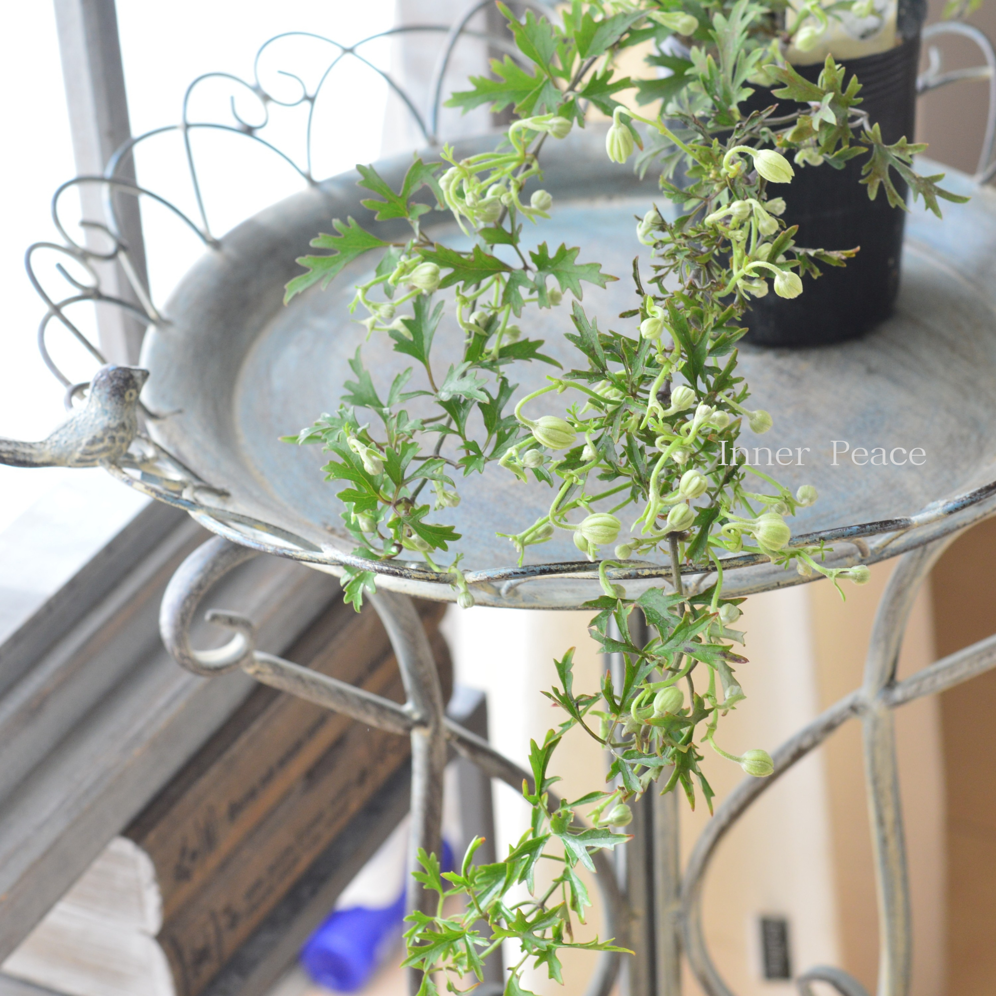 【常緑】 クレマチス 『カートマニージョー』　　3寸ロングPOT