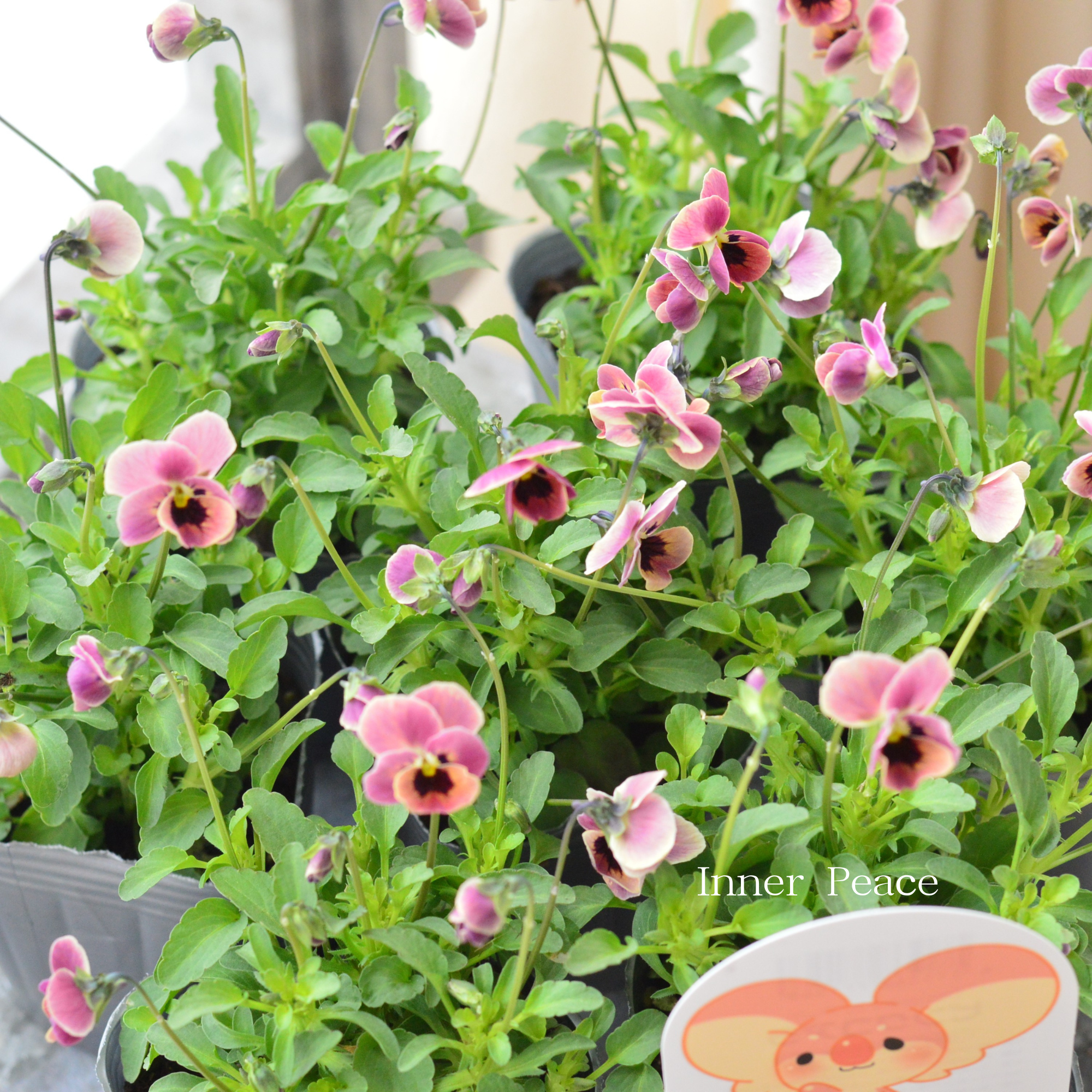 【見元園芸さん】 ビオラ　『ピンクコアラ』　3寸POT