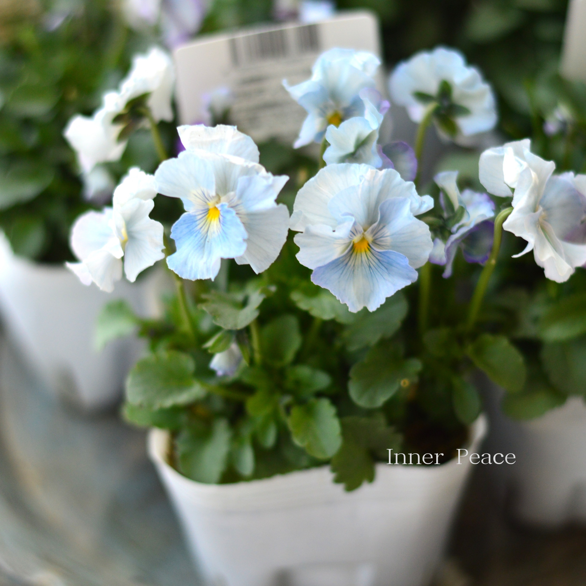 【ステキ】 北島園芸さんのビオラ　『コルティルーチェ・ブルー系』　3.5寸POT