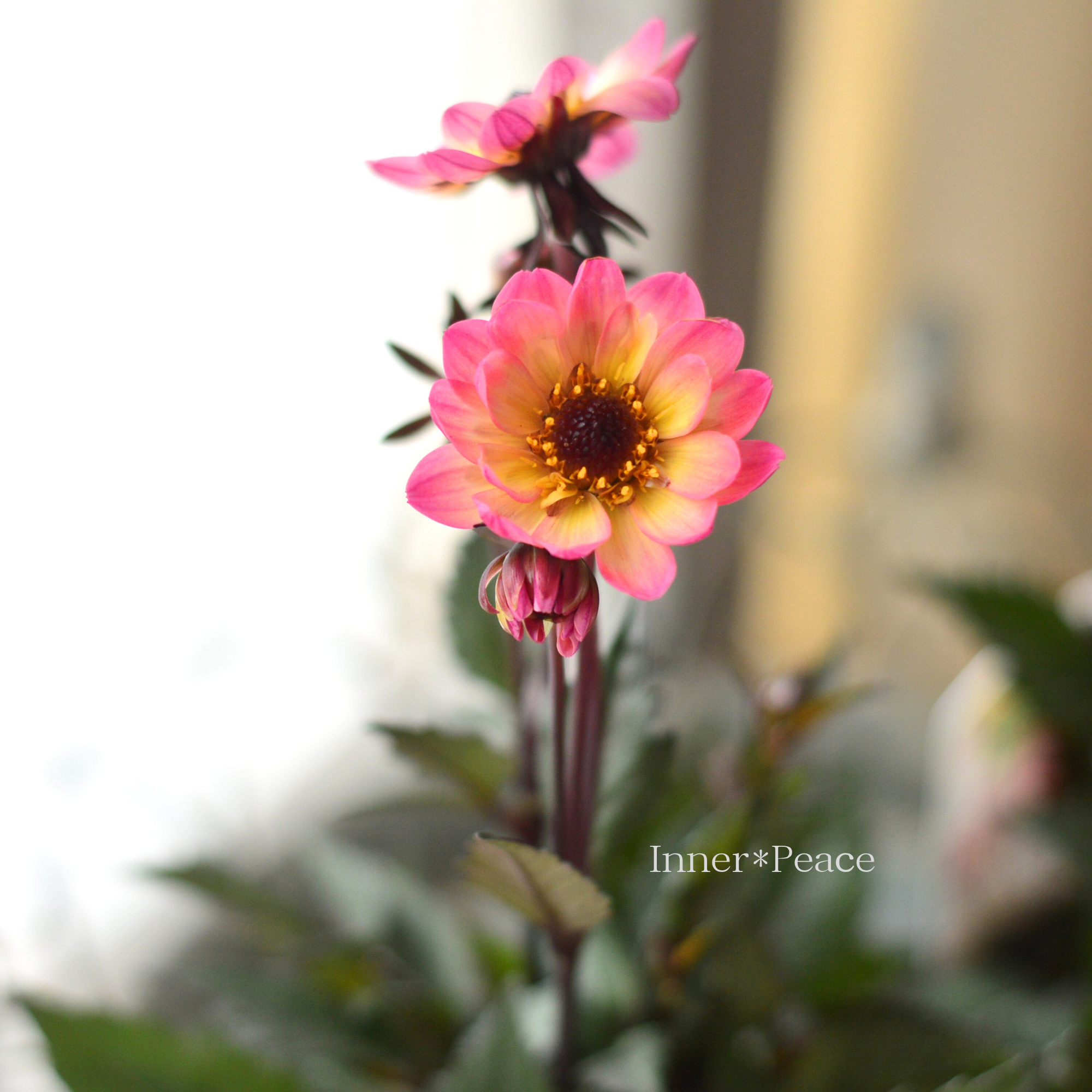 【宿根】 銅葉 ぷちダリア　 『ピンクバード』　　3.5寸POT