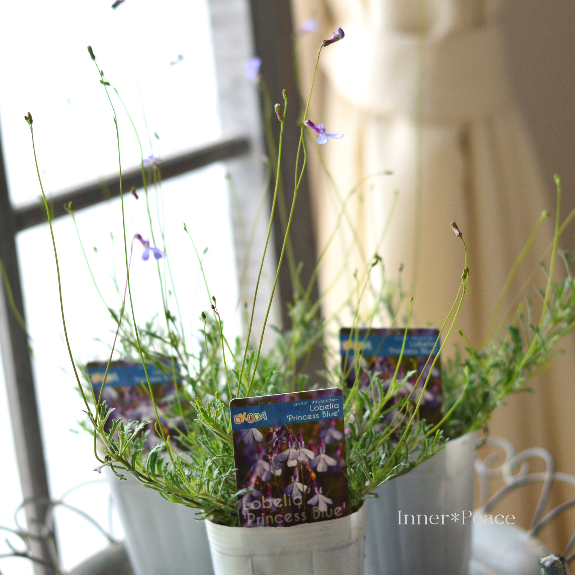 【開花期が長い】 ロベリア 『プリンセスブルー』　3寸ロングPOT