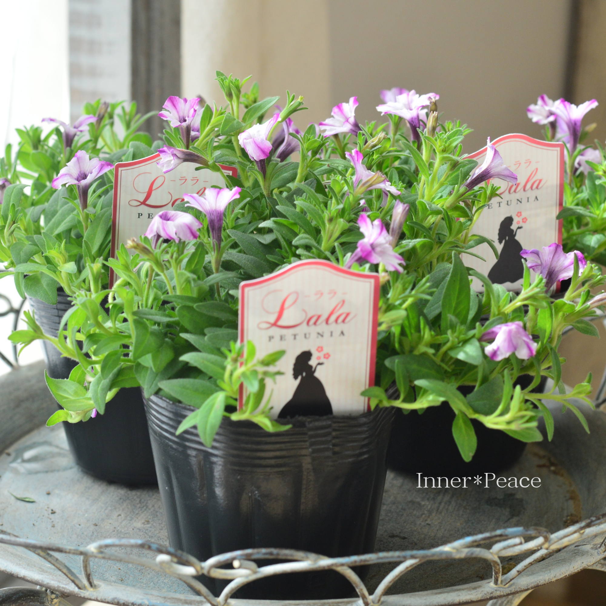 【かわいい】 ペチュニア 『ララ・ホワイトドレス』　 3.5寸POT