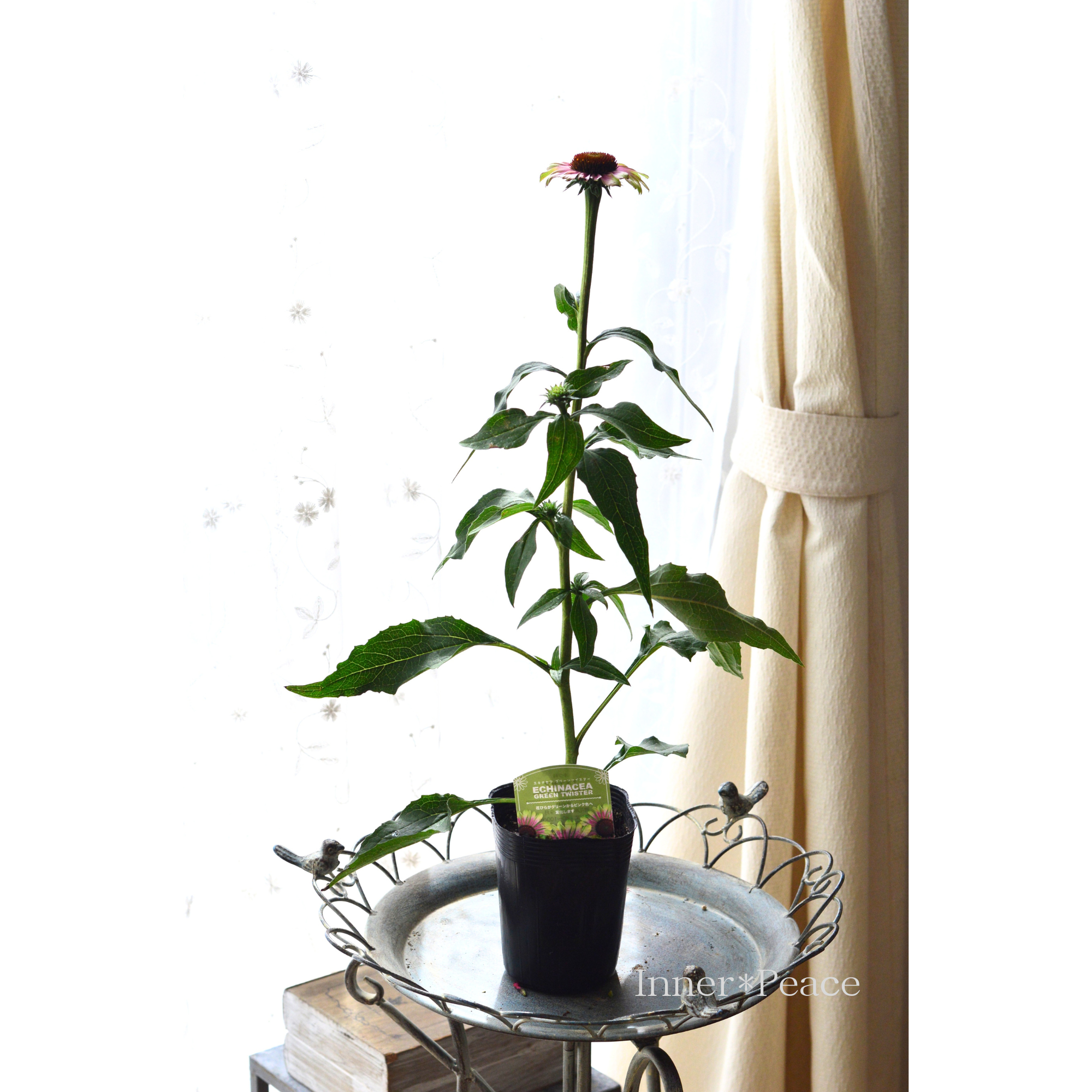 【暑さ寒さに強い】 エキナセア　『グリーンツイスター』　3寸ロングPOT
