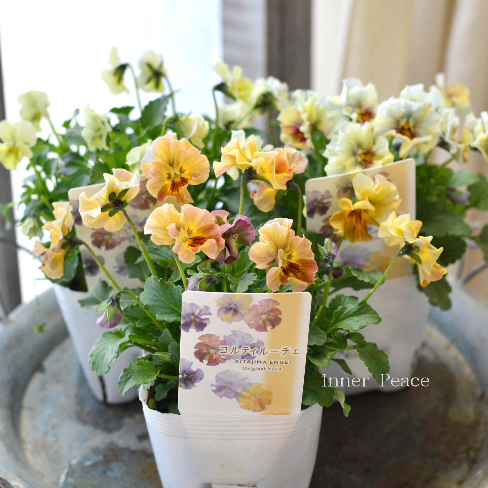 【ステキ】 北島園芸さんのビオラ　『コルティルーチェ・暖色系』　3.5寸POT