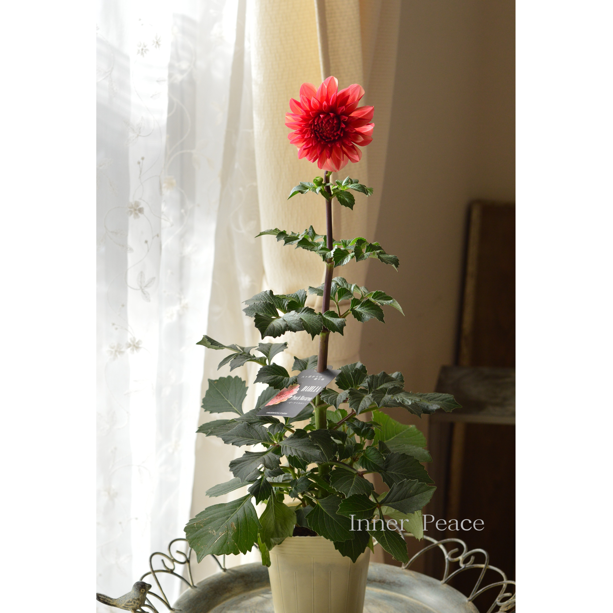 【美しい】ダリア 『ピーチマカロン』　　3.5寸ロングPOT