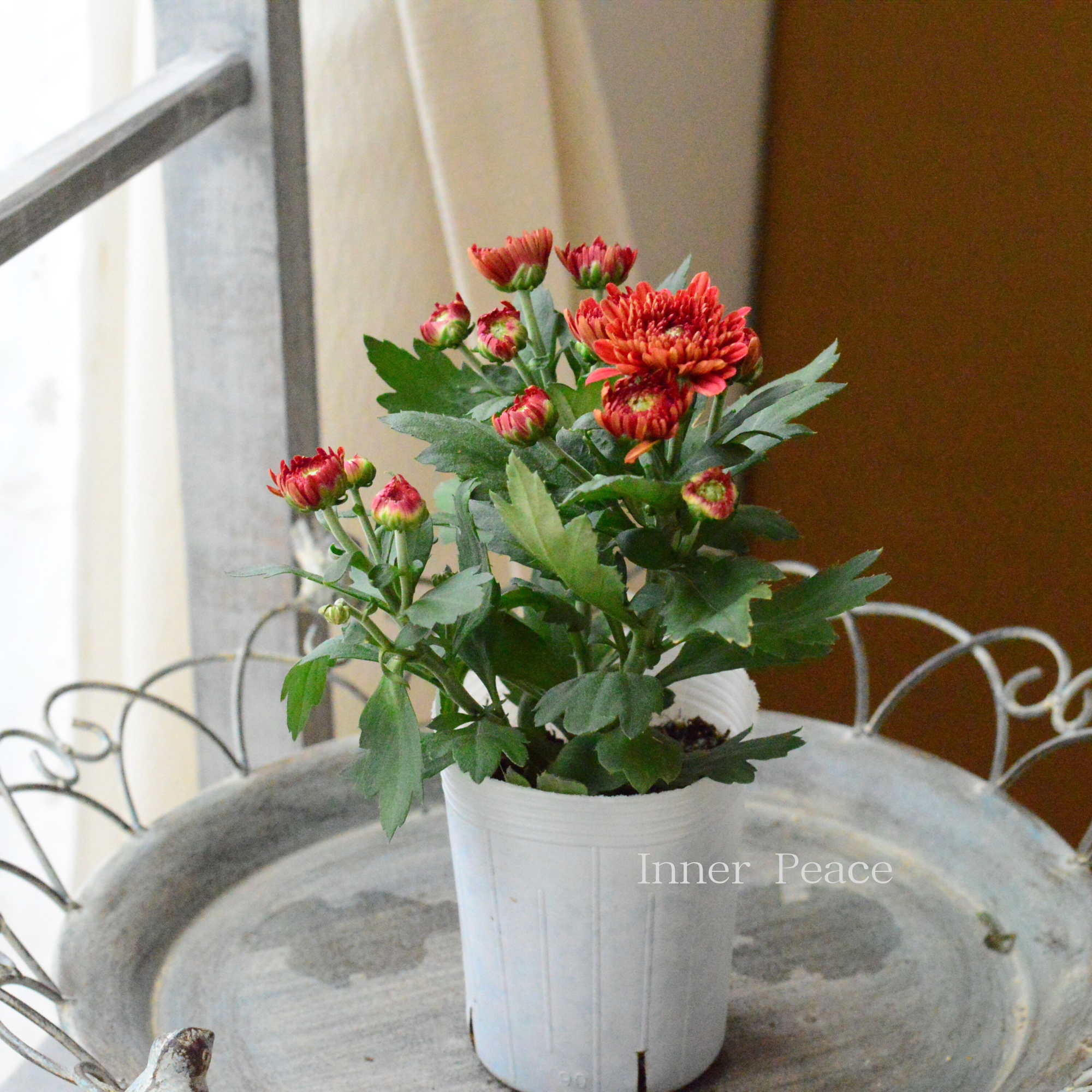 【秋の花】 カクテルマム 『クリスタル・オレンジ系』　　3寸ロングPOT