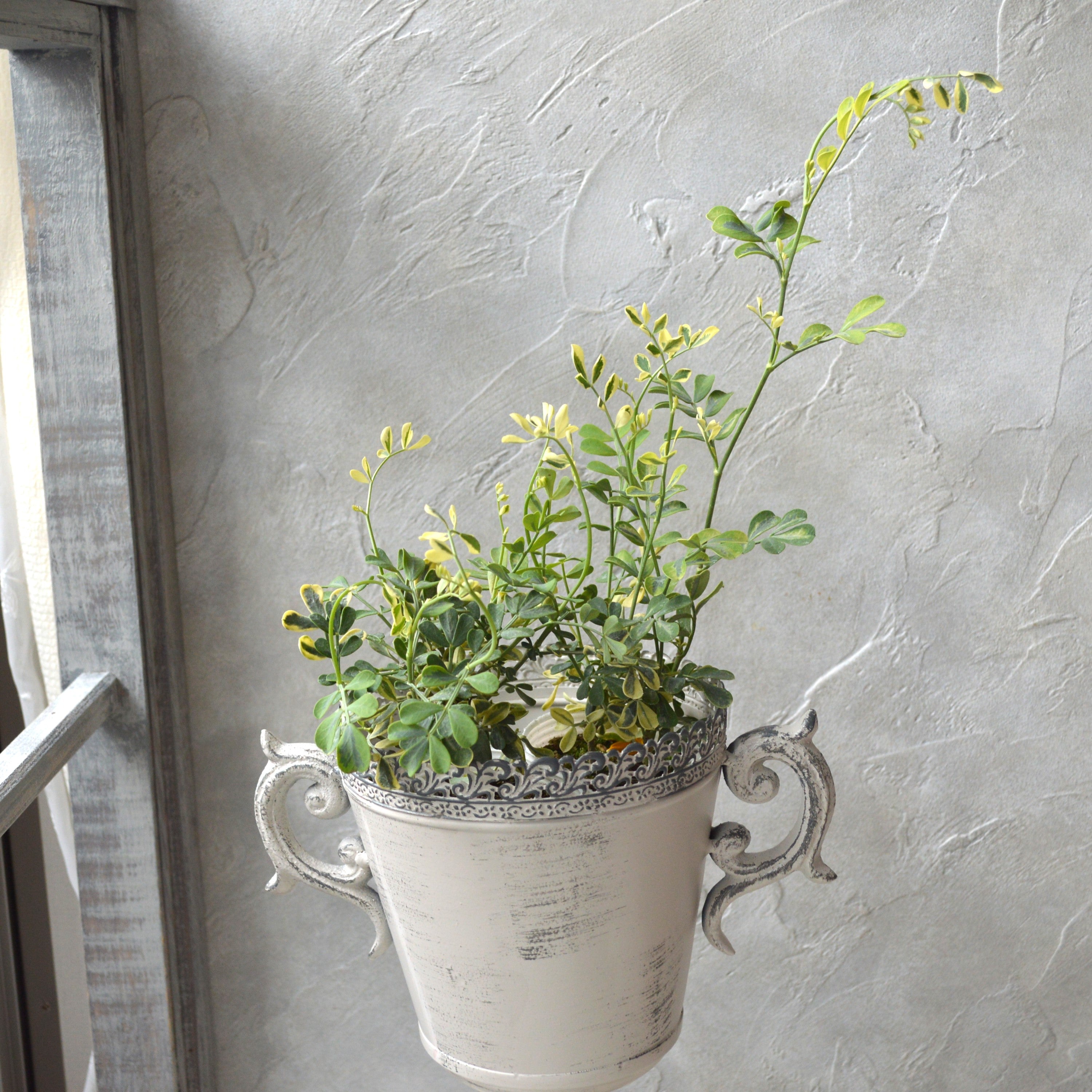 【斑入り】コロニラ・バリエガータ　2.5寸POT