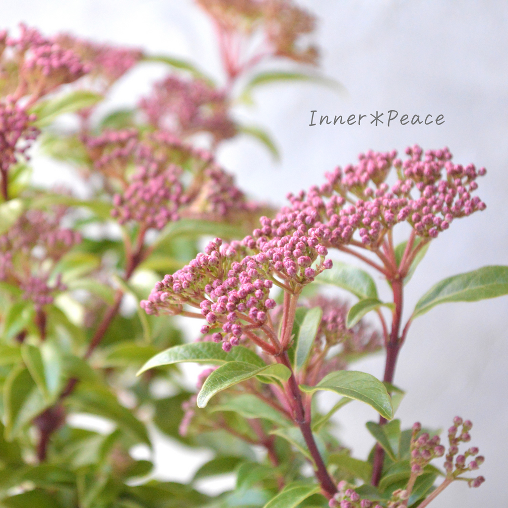 ビバーナム ティヌス ファイバー鉢 楽天市場】ビバーナムティヌス（低木仕立て） デザインの良い