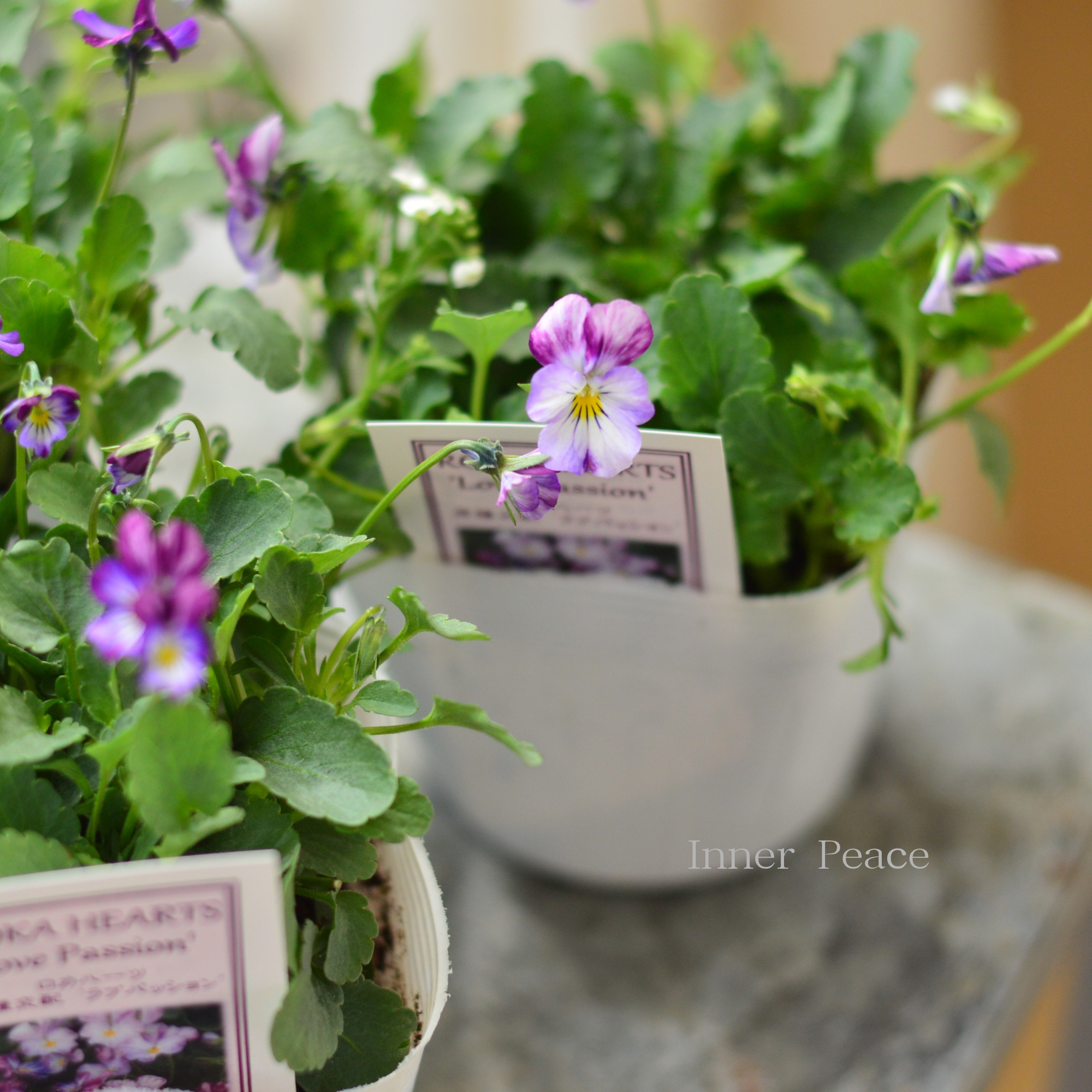 【美しい】 ビオラ　ロカハーツ　『ラブパッション』　3.5寸POT