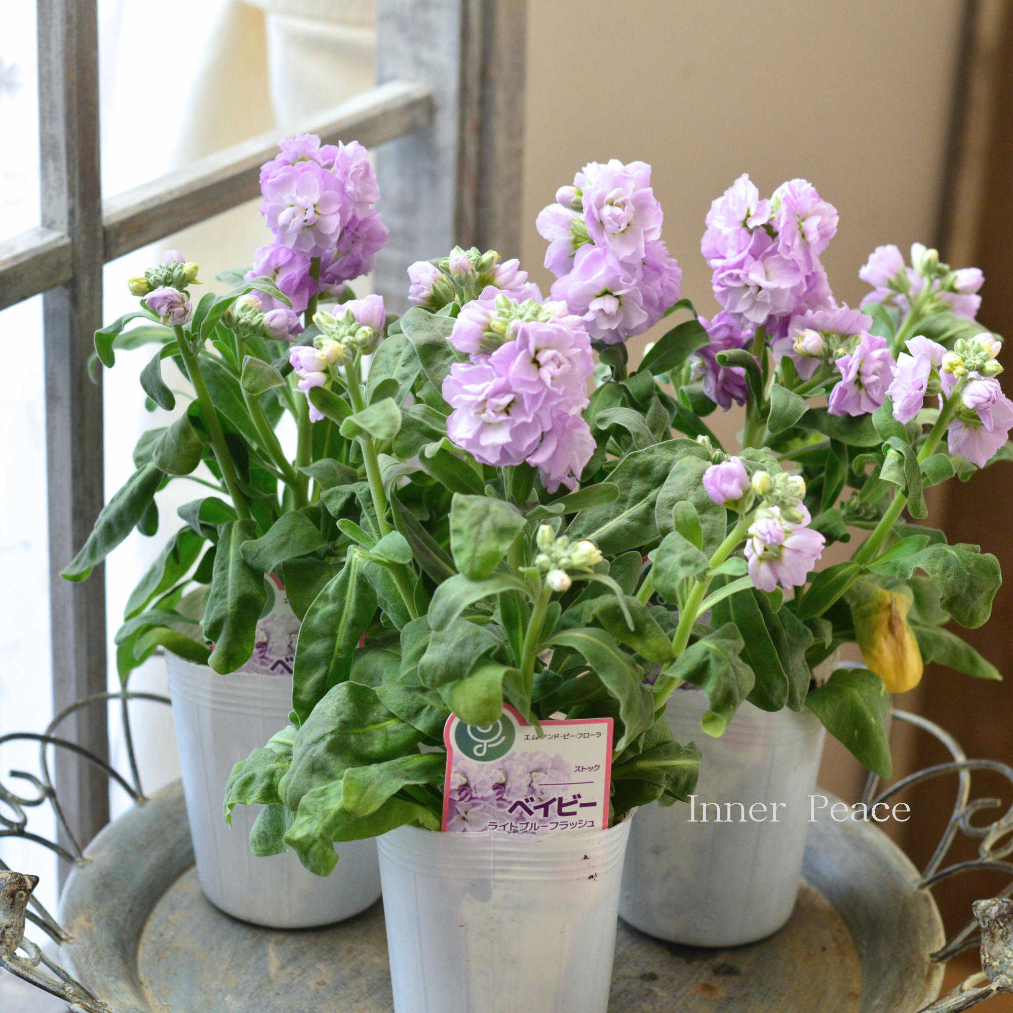 八重咲き】 ストック ベイビー 『ライトブルーフラッシュ』 3寸ロングPOT