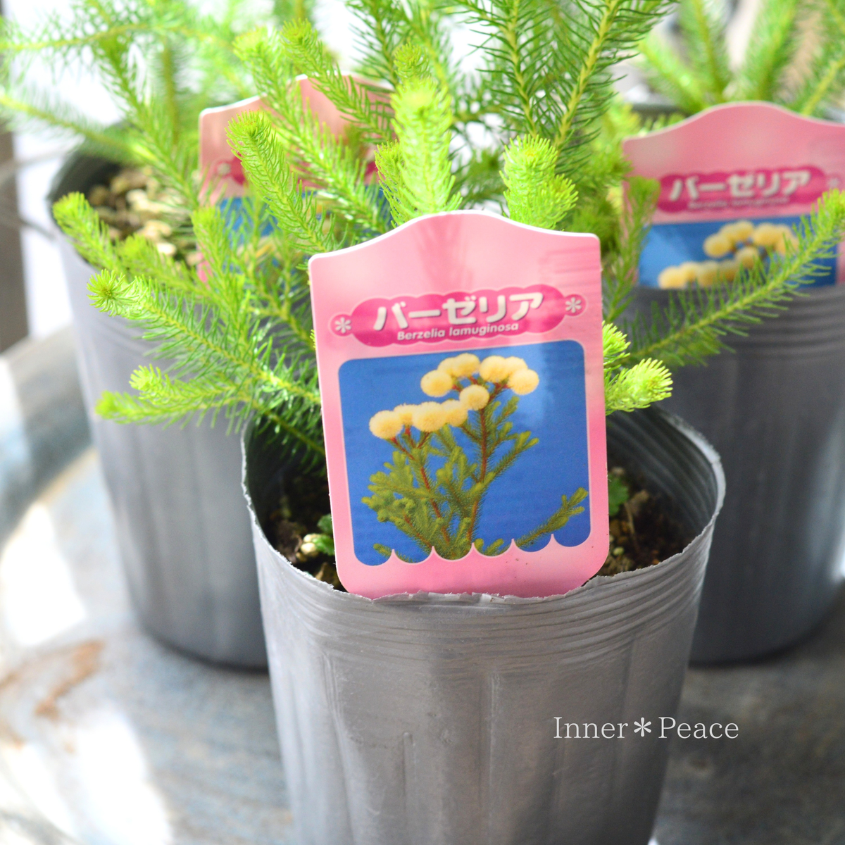 【個性的】 バーゼリア　大球　3寸POT