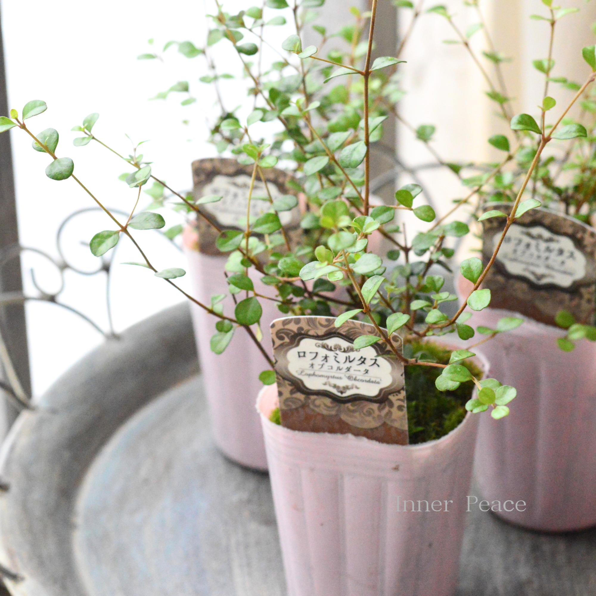 【寄せ植えに】 ロフォミルタス　『オブコルダータ』　　2.5寸ロングPOT