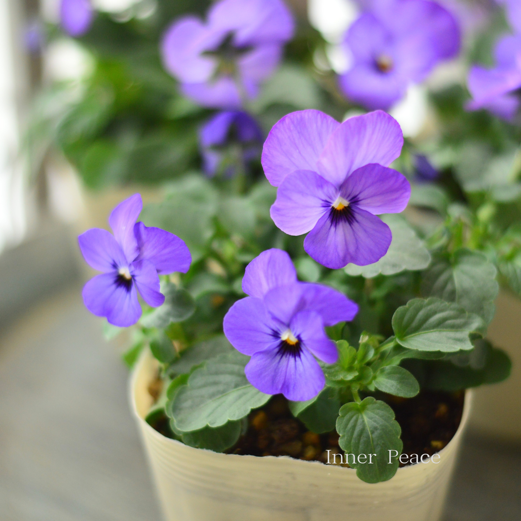 【アンティーク】 ビオラ・なごみももか　『ふじいろ』　3.5寸POT