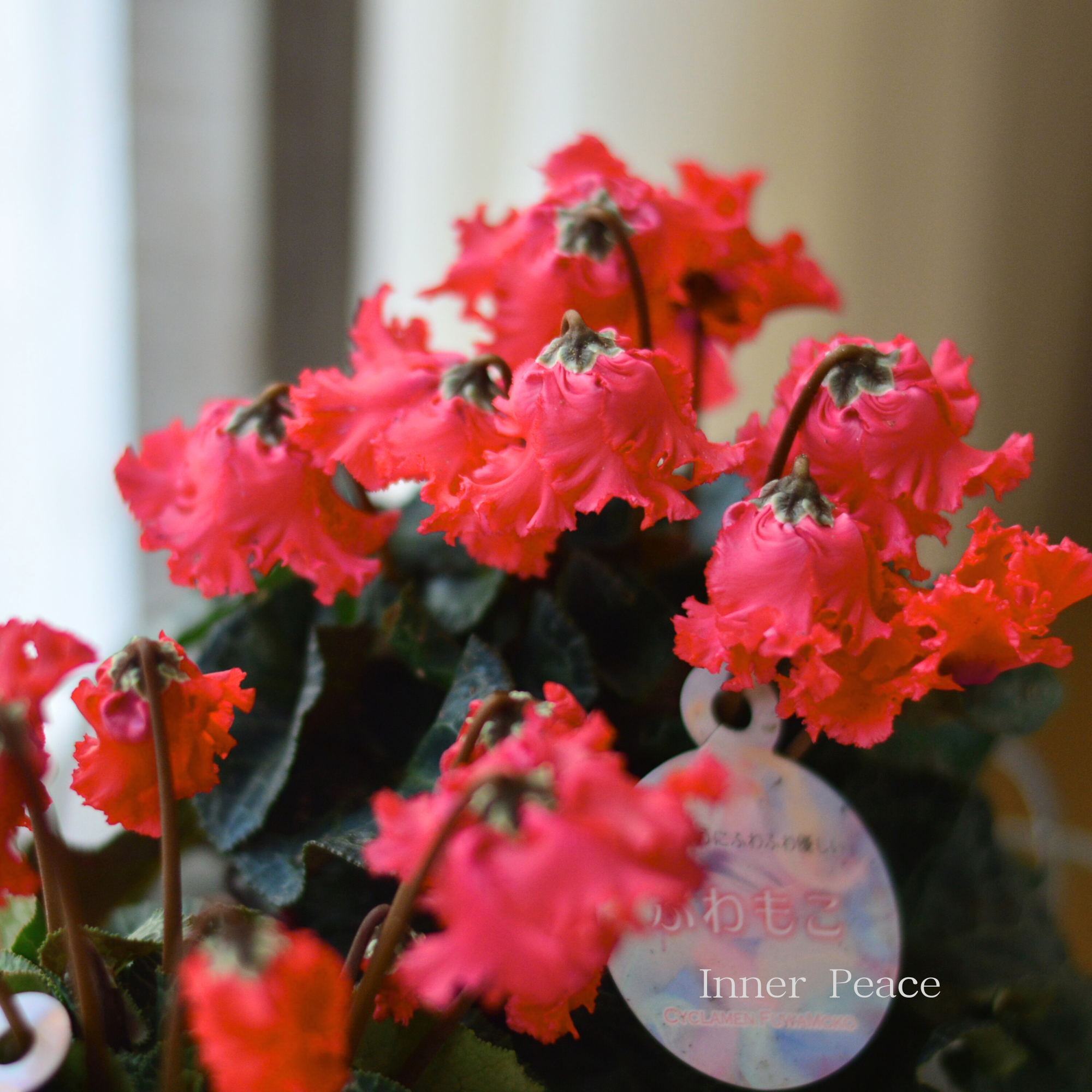 【フリル】 シクラメン　『ふわもこ・レッド』　 　3寸POT