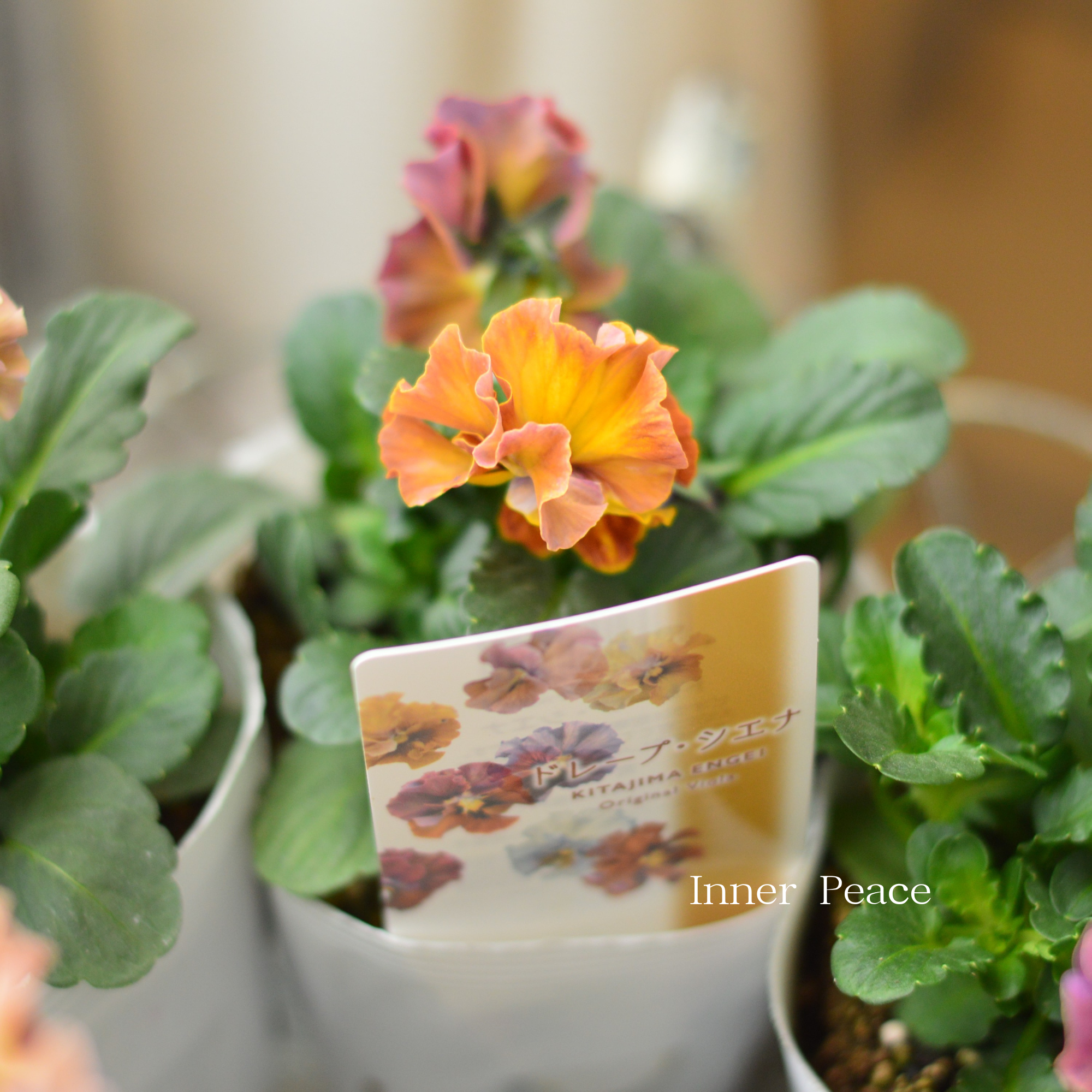 【北島園芸さん】 ビオラ　『ドレープシエナ』　3.5寸POT