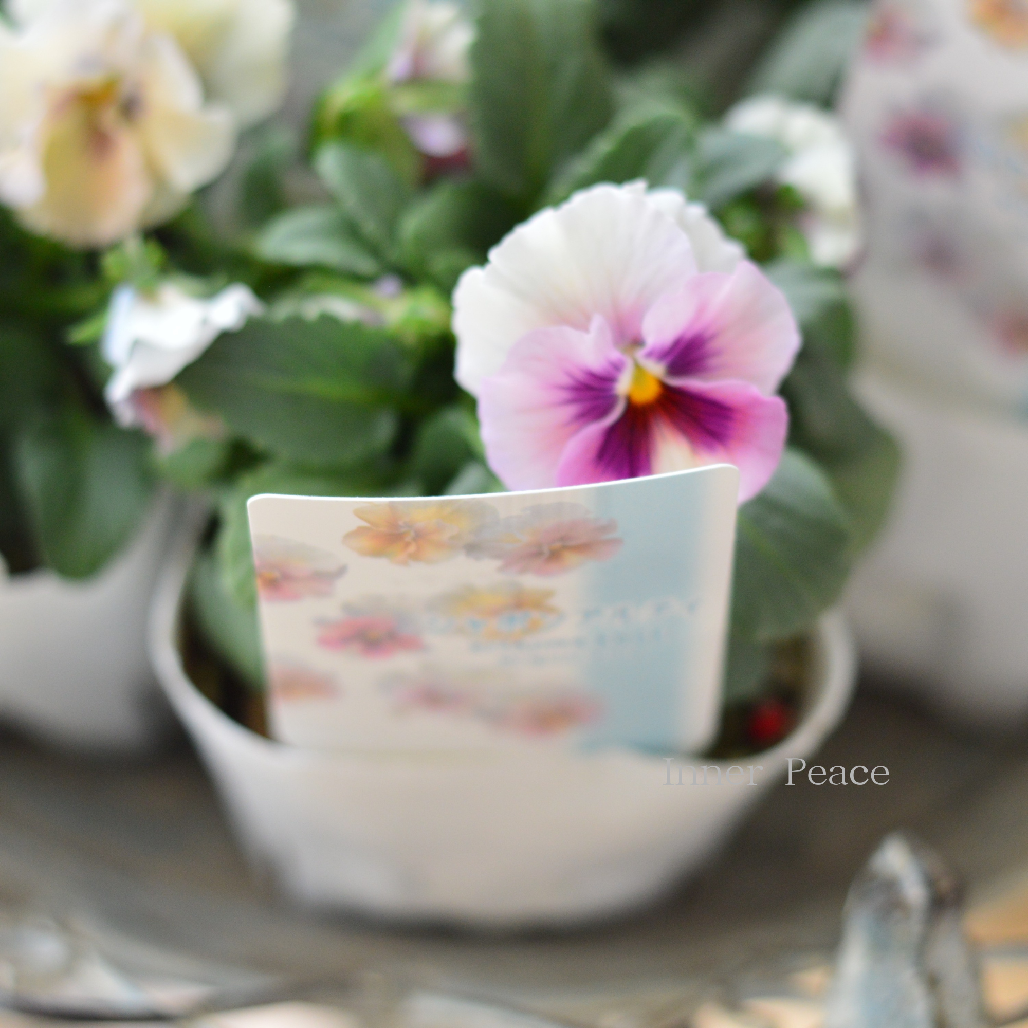 【北島園芸さん】 ビオラ　『シャボンアルティ』　　3.5寸POT