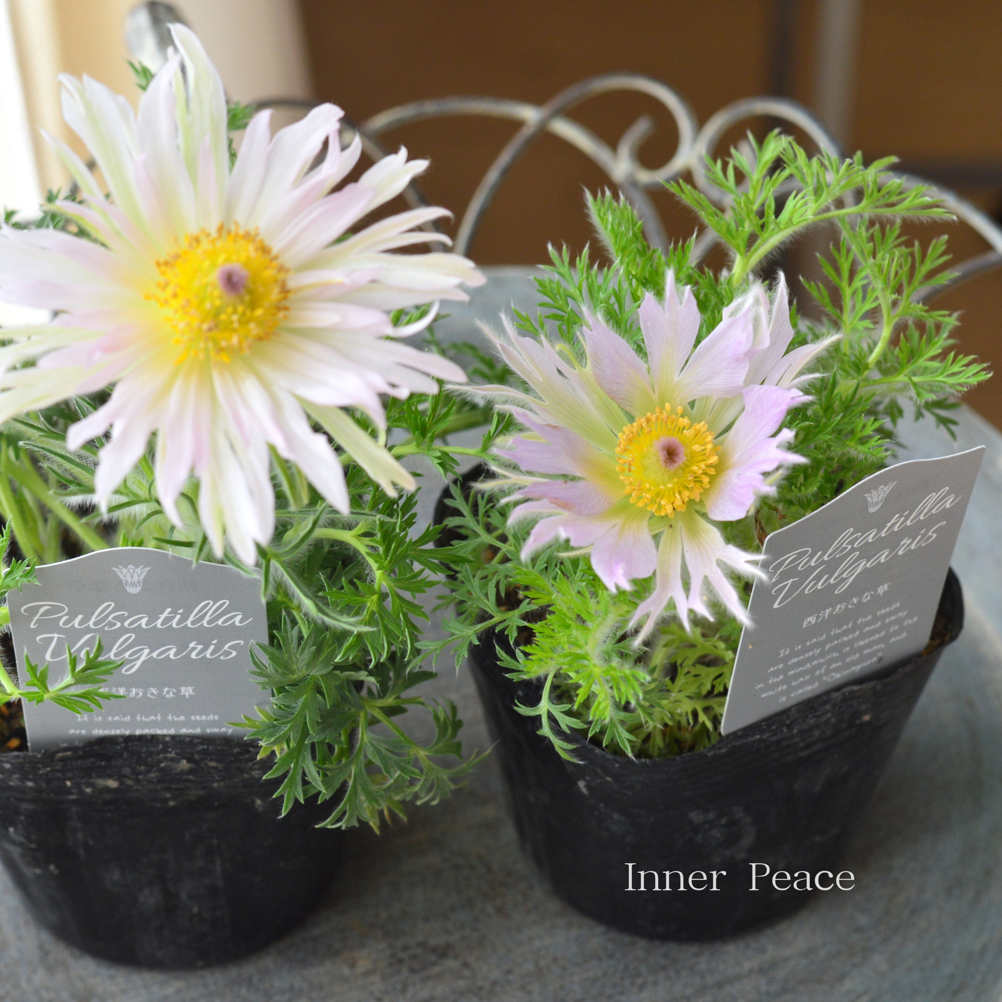 【希少】 八重咲き　西洋オキナグサ 『プルサティラ ブルガリス・ライトピンク』　3.5寸POT