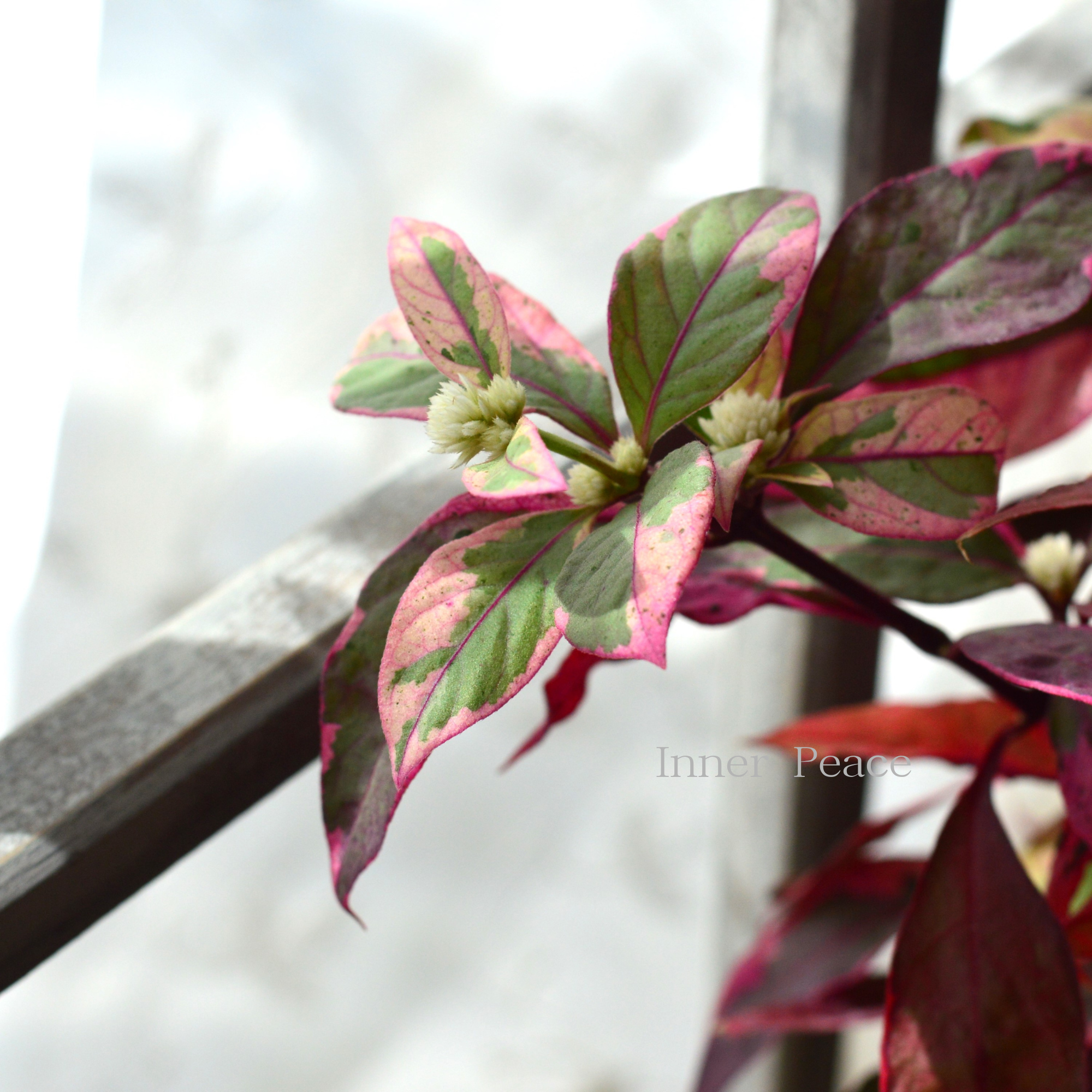 【寄せ植えに】 アルテルナンテラ・レッドフラッシュ（アカバセンニチコウ）  2.5寸ロングPOT