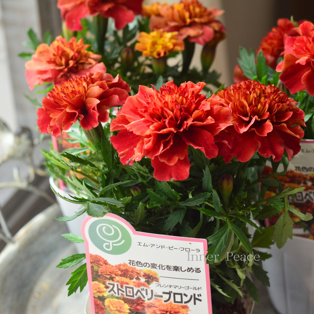 オシャレ】 フレンチマリーゴールド 『ストロベリーブロンド』 3.5寸POT
