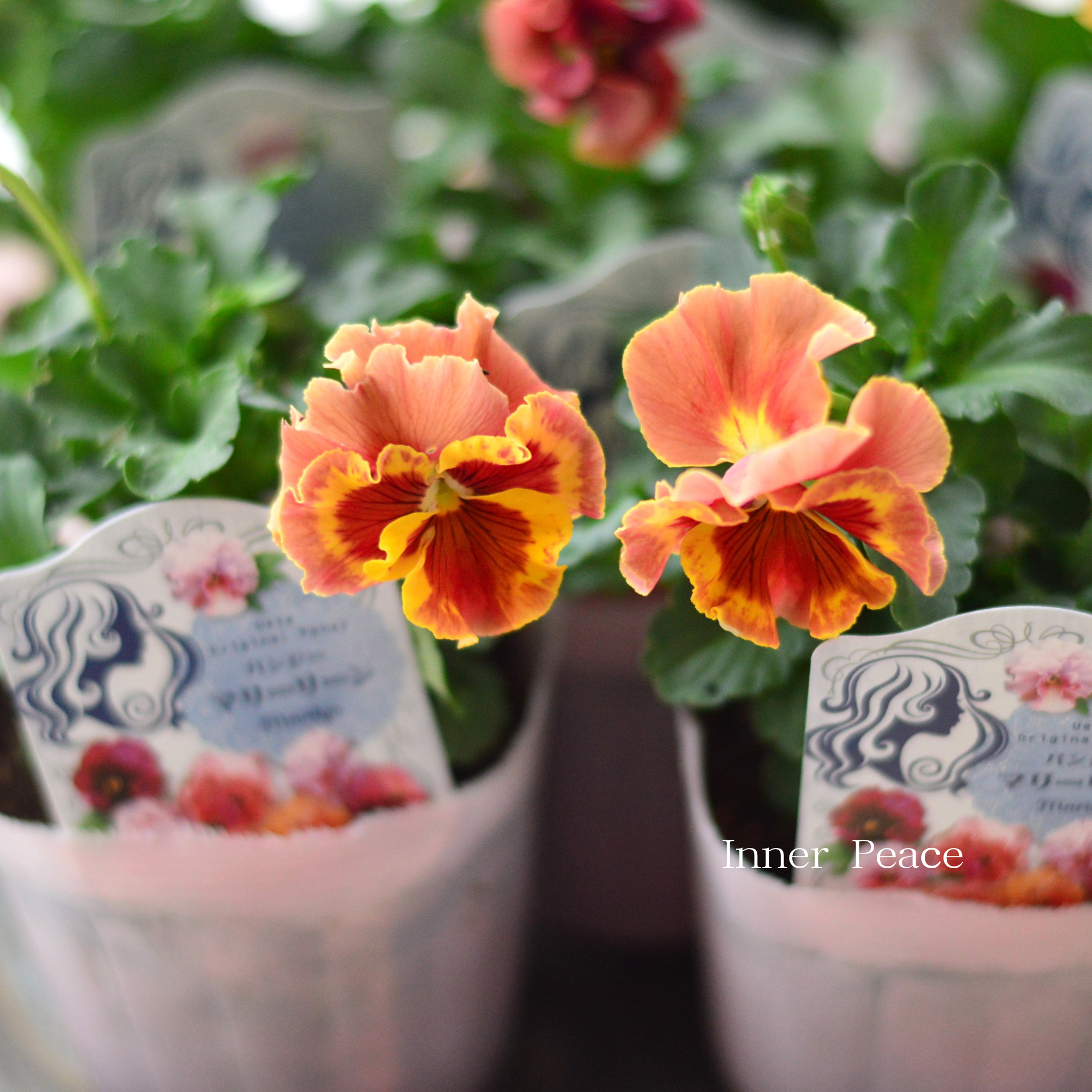 【うえたさん育種】 パンジー 『マリーリーン・A』　3.5寸POT