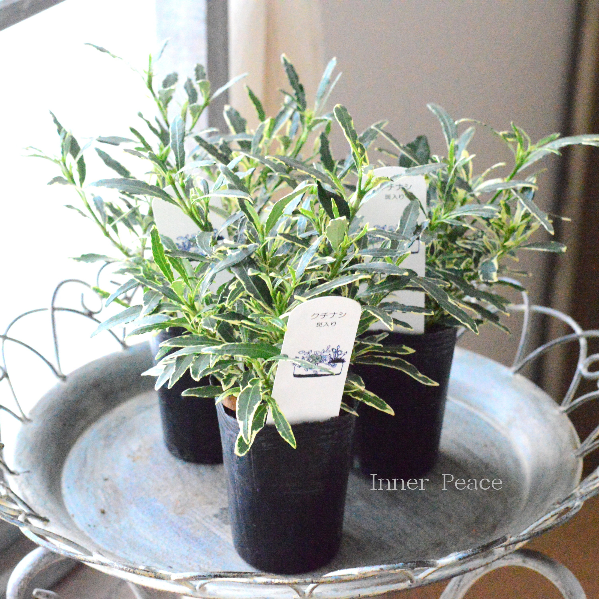 【斑入り】　クチナシ　3寸POT