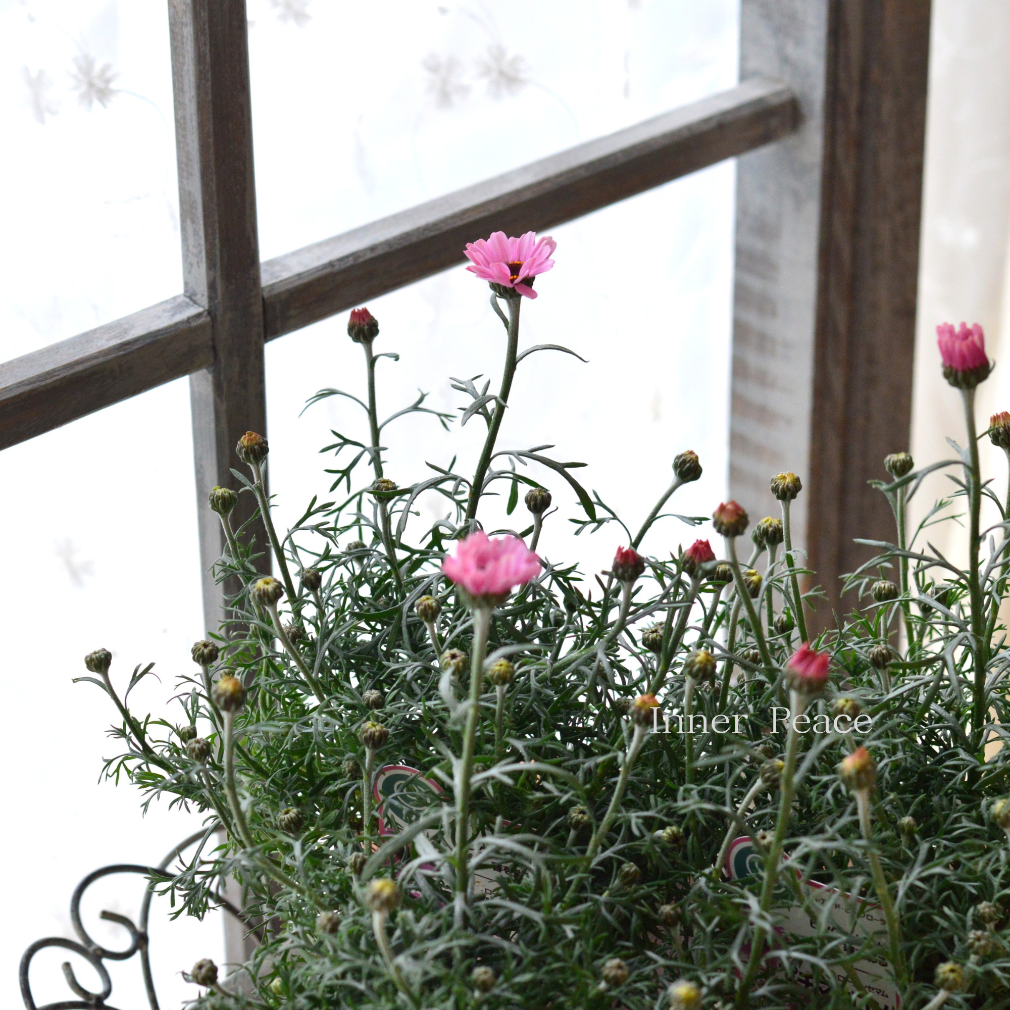 【大人かわいい】 ローダンセマム　『プチマカロン』   3.5寸POT