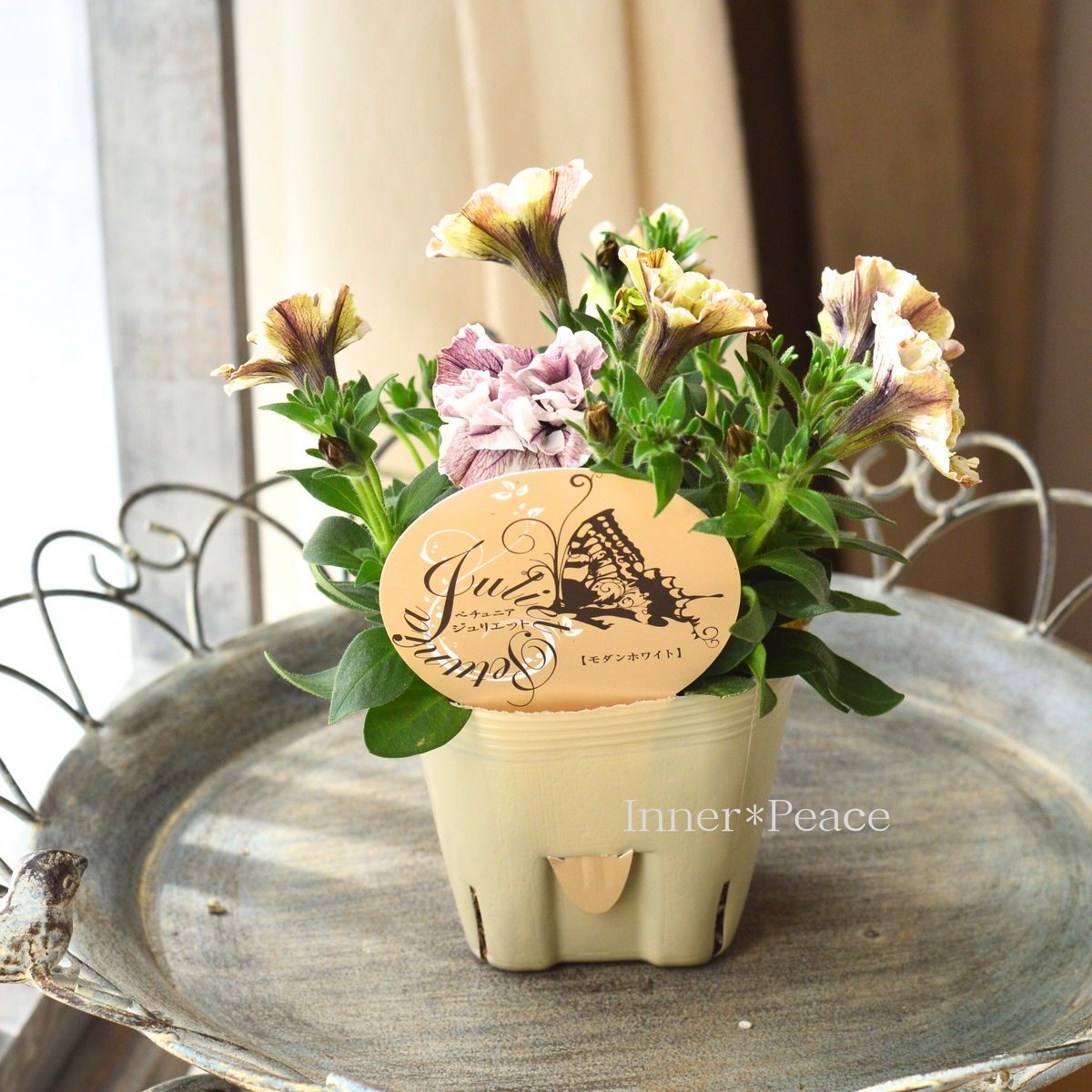 絵画】ペチュニア 油絵 専用 ペチュニアが咲く寄せ植え 大キャンバス 絵画】ペチュニア 油絵 専用 ペチュニアが咲く寄せ植え 大キャンバス