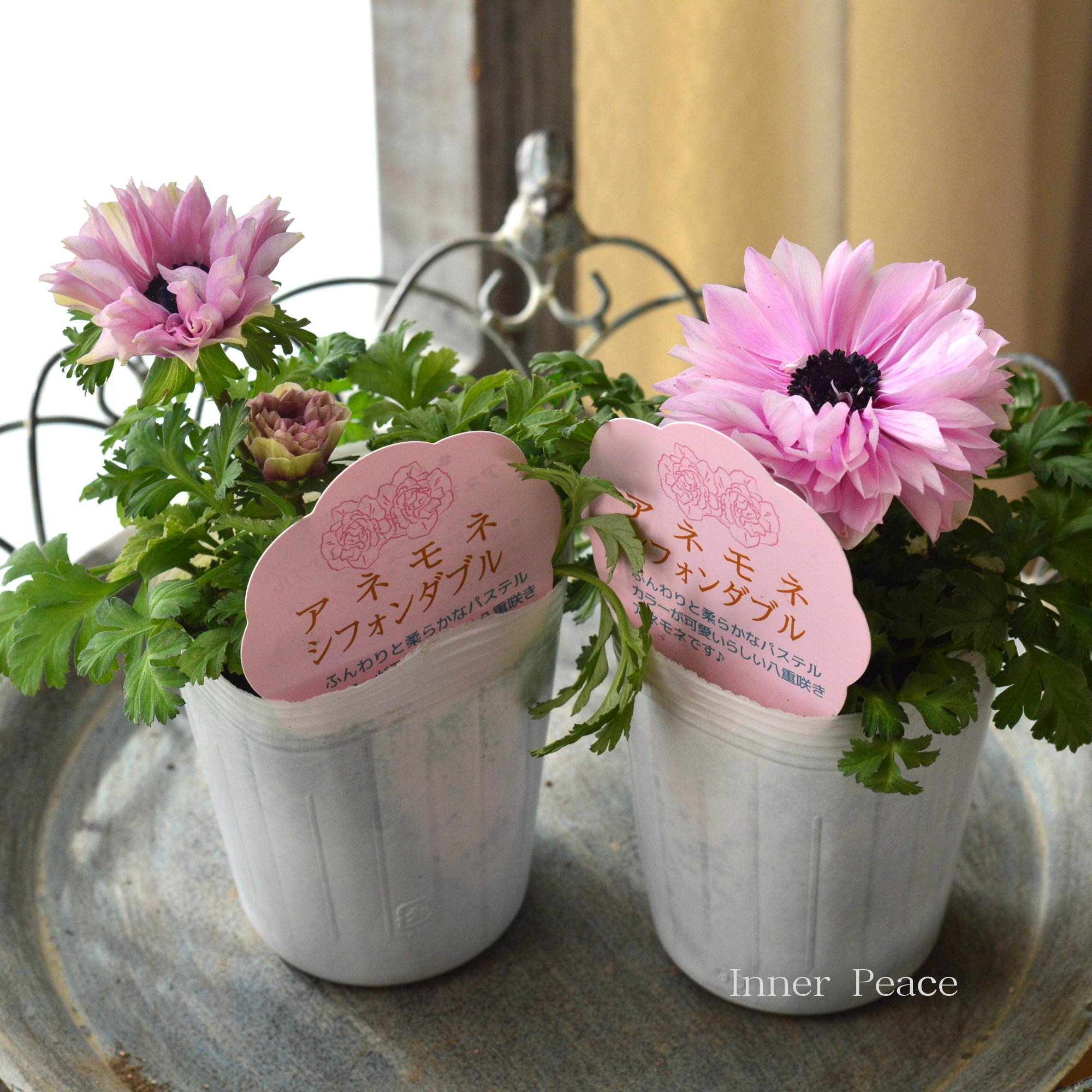 【神花園さんオリジナル】 八重咲きアネモネ 『シフォンダブル・ピンク系』　3.5寸POT