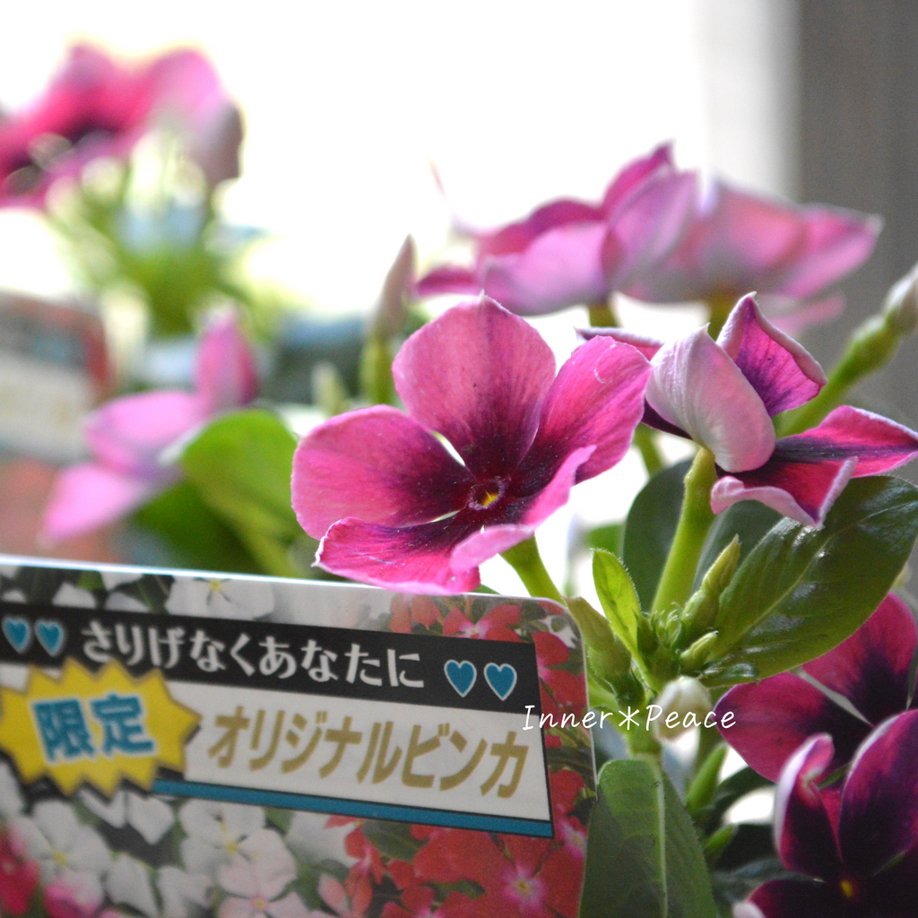 北島園芸さん】 ニチニチソウ 『いちご風車ストライプ』 3.5寸POT