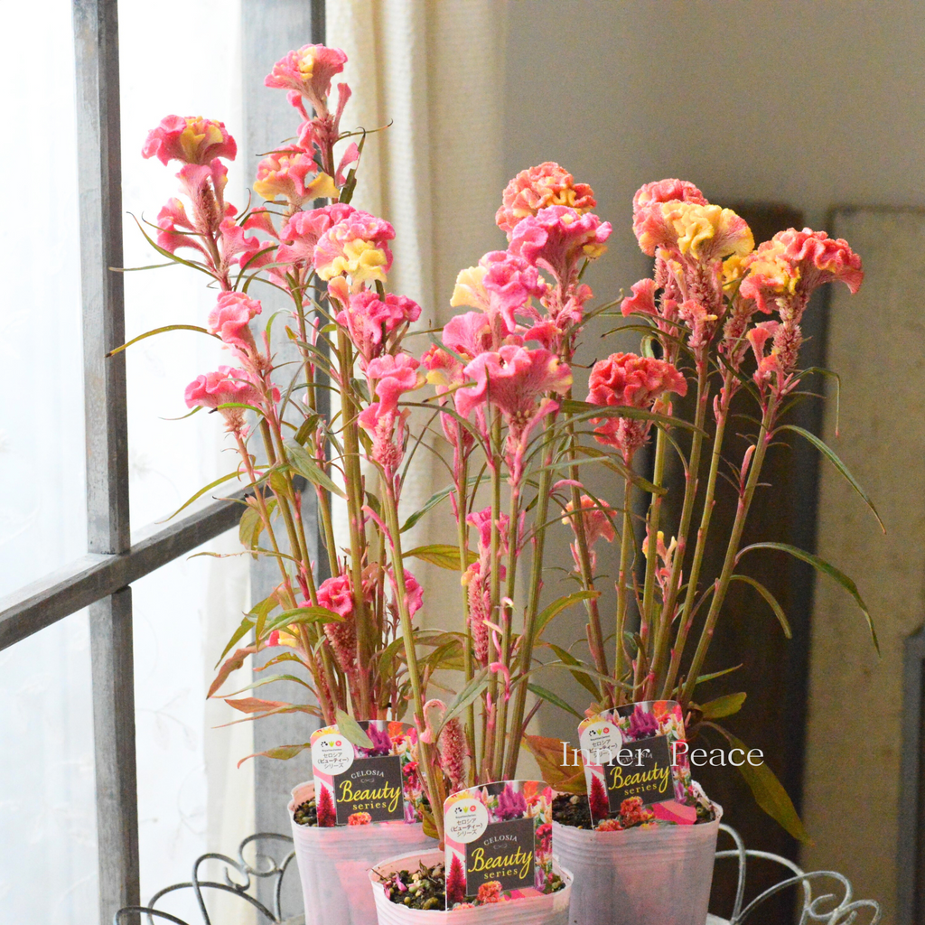 アンティーク】 セロシア・ビューティー ピンク系 3寸ロングPOT