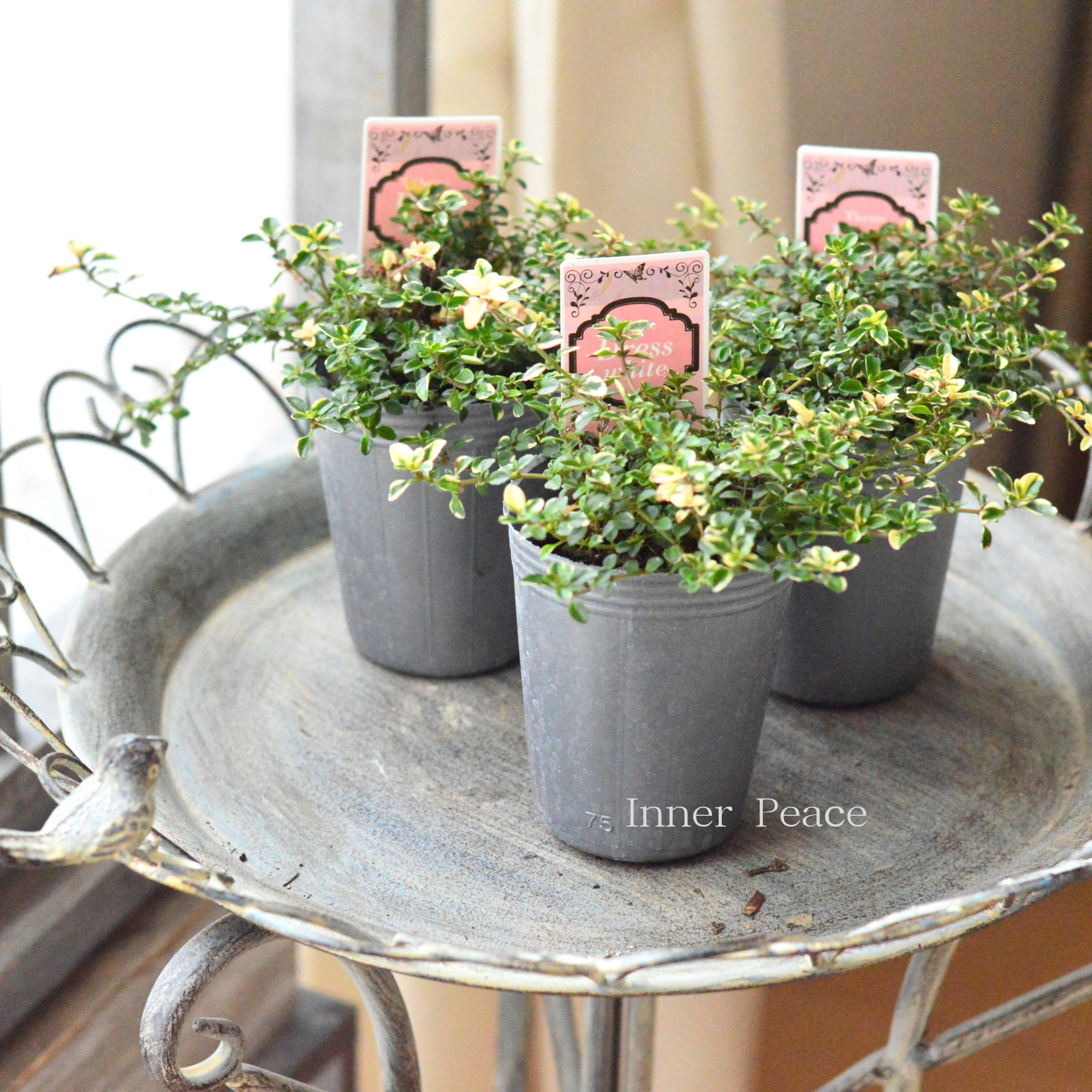 【斑入り】 タイム　『ドレスホワイト』　2.5寸ロングPOT