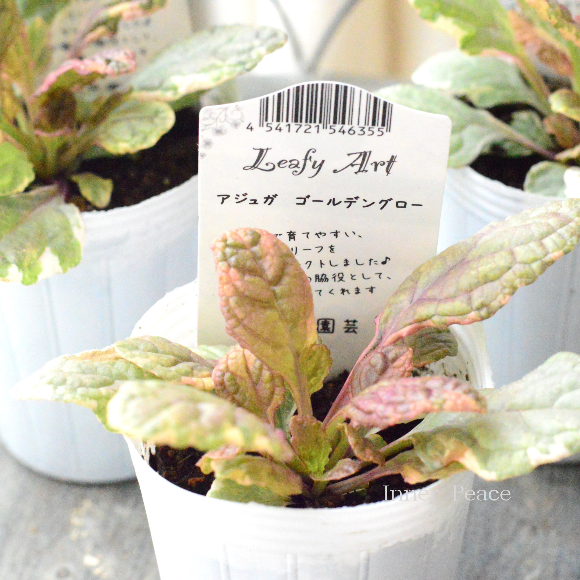 【宿根】 アジュガ　『ゴールデングロー』　　2.5寸ロングPOT