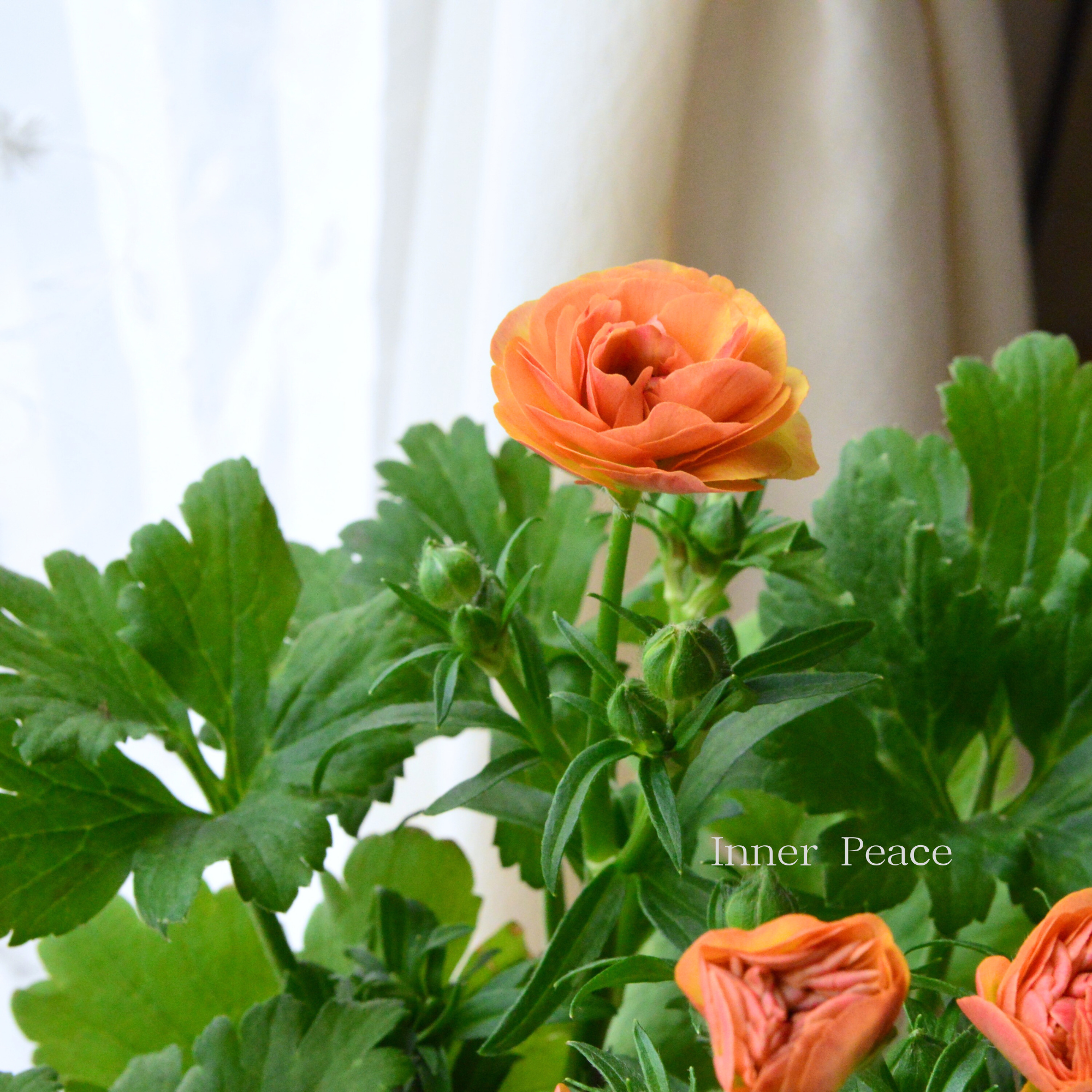 【美しい】 ラナンキュラス・ラックス 『ベスタリス』　4寸POT