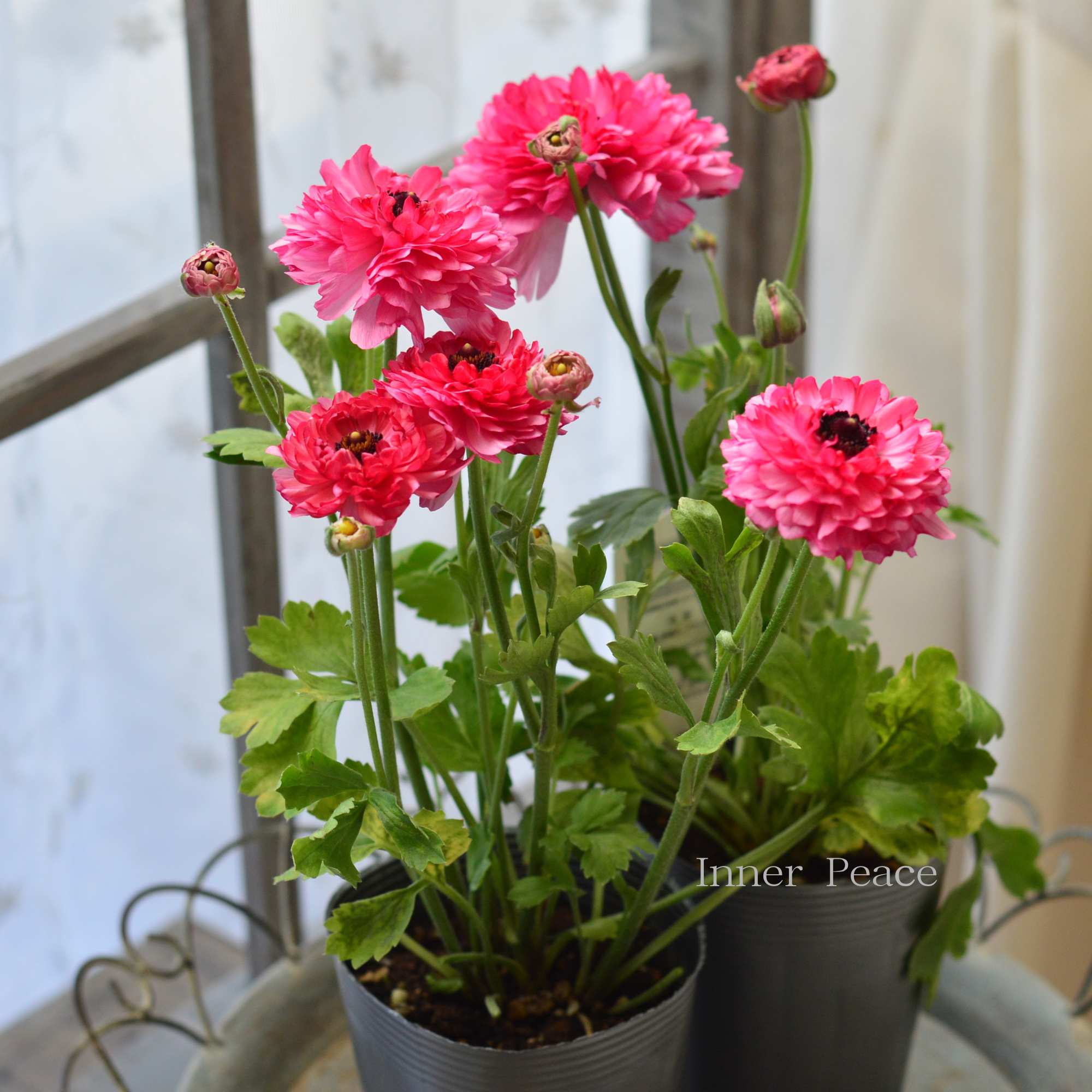 【豪華】 ラナンキュラス （ミックス）『ピンク系』　3.5寸ロングPOT