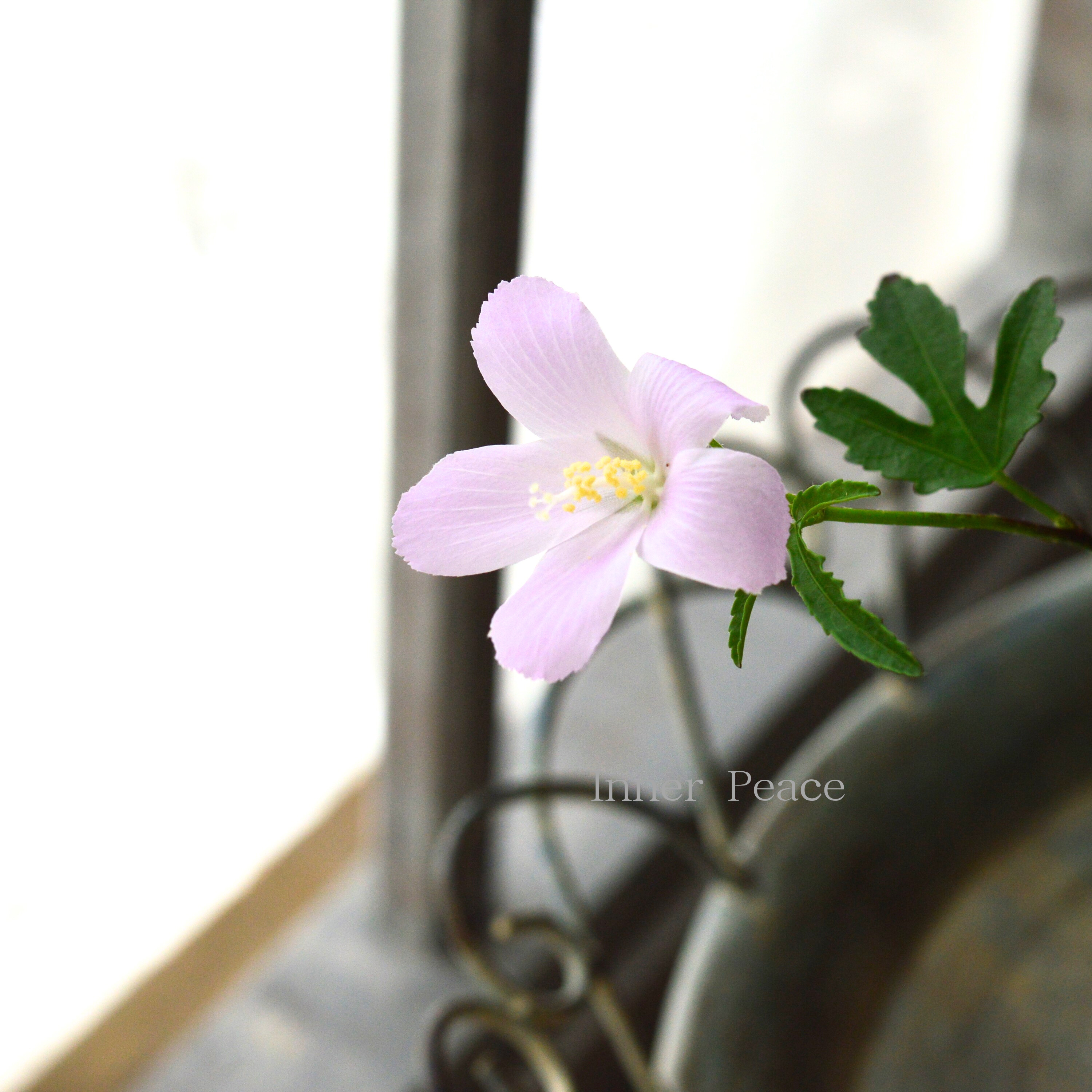 ぱぱさん専用 / Floraison 4573102610188_f92440d2d8212b8a