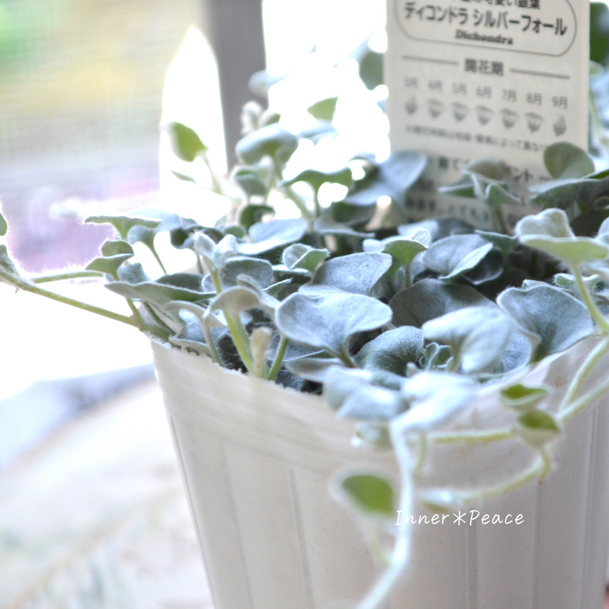 ミラコスタ　FTW ショートベール　シルバー　ラメあり STELLA McCARTNEY(ステラ・マッカートニー)】 ファラベラ ウォレット