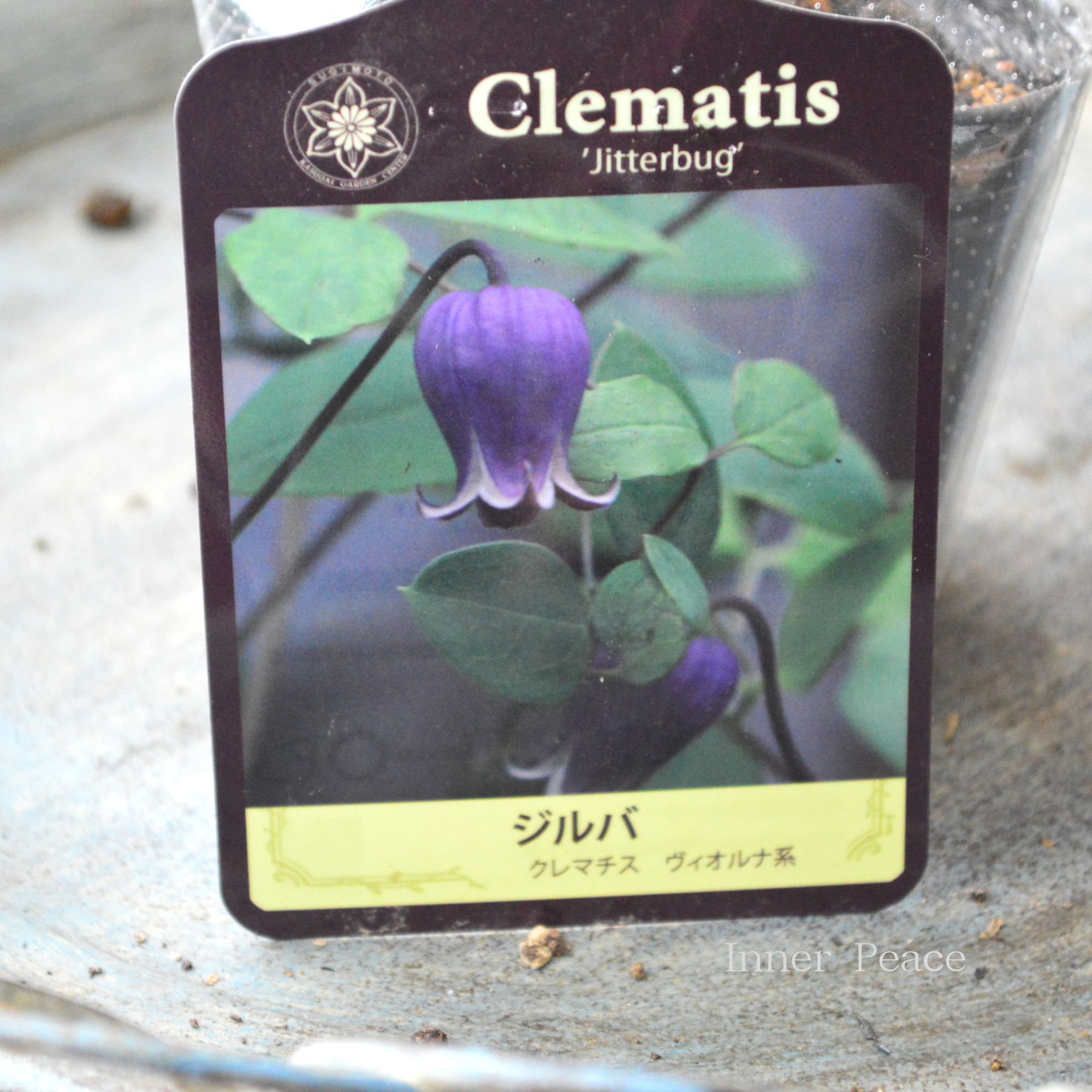【春日井園芸センター】 クレマチス  ヴィオルナ系 『ジルバ』　　3寸POT
