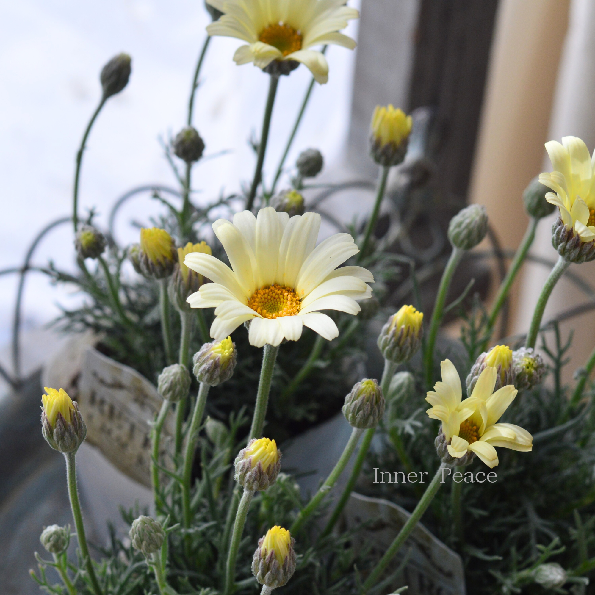 【大人かわいい】 ローダンセマム　『レトロクラッカー』 　3.5寸POT