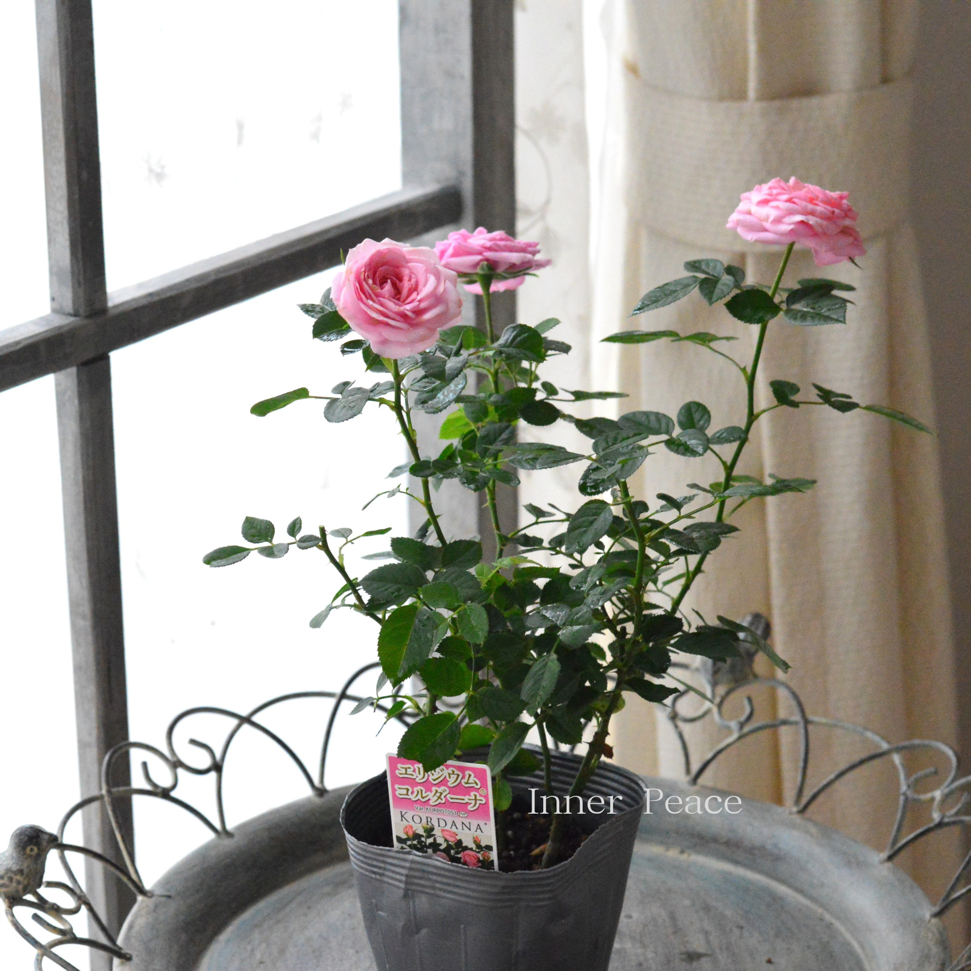 【分割できる】 ミニ薔薇  『コルダナ・エリジウム』  3寸POT